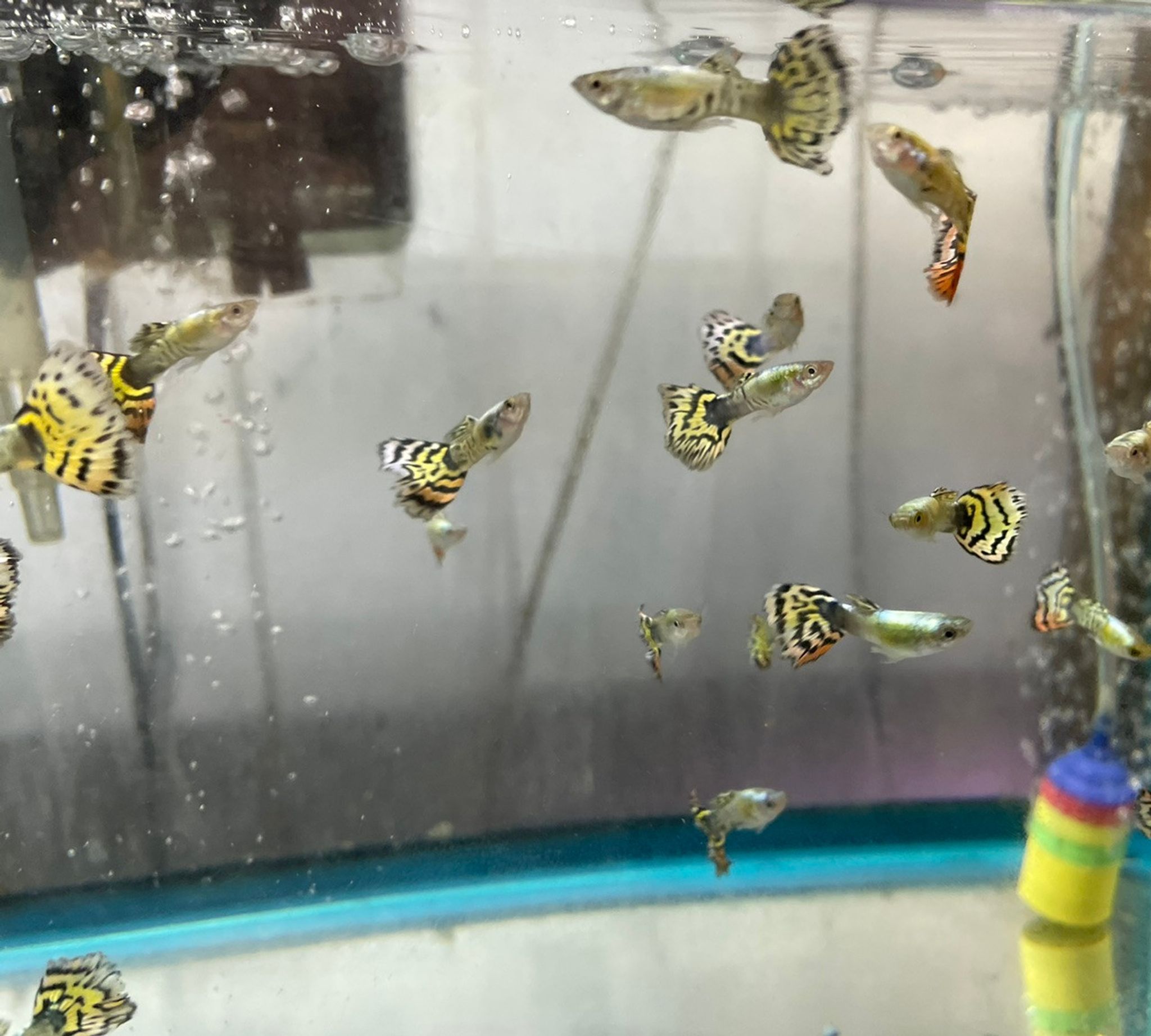 Tiger Guppy