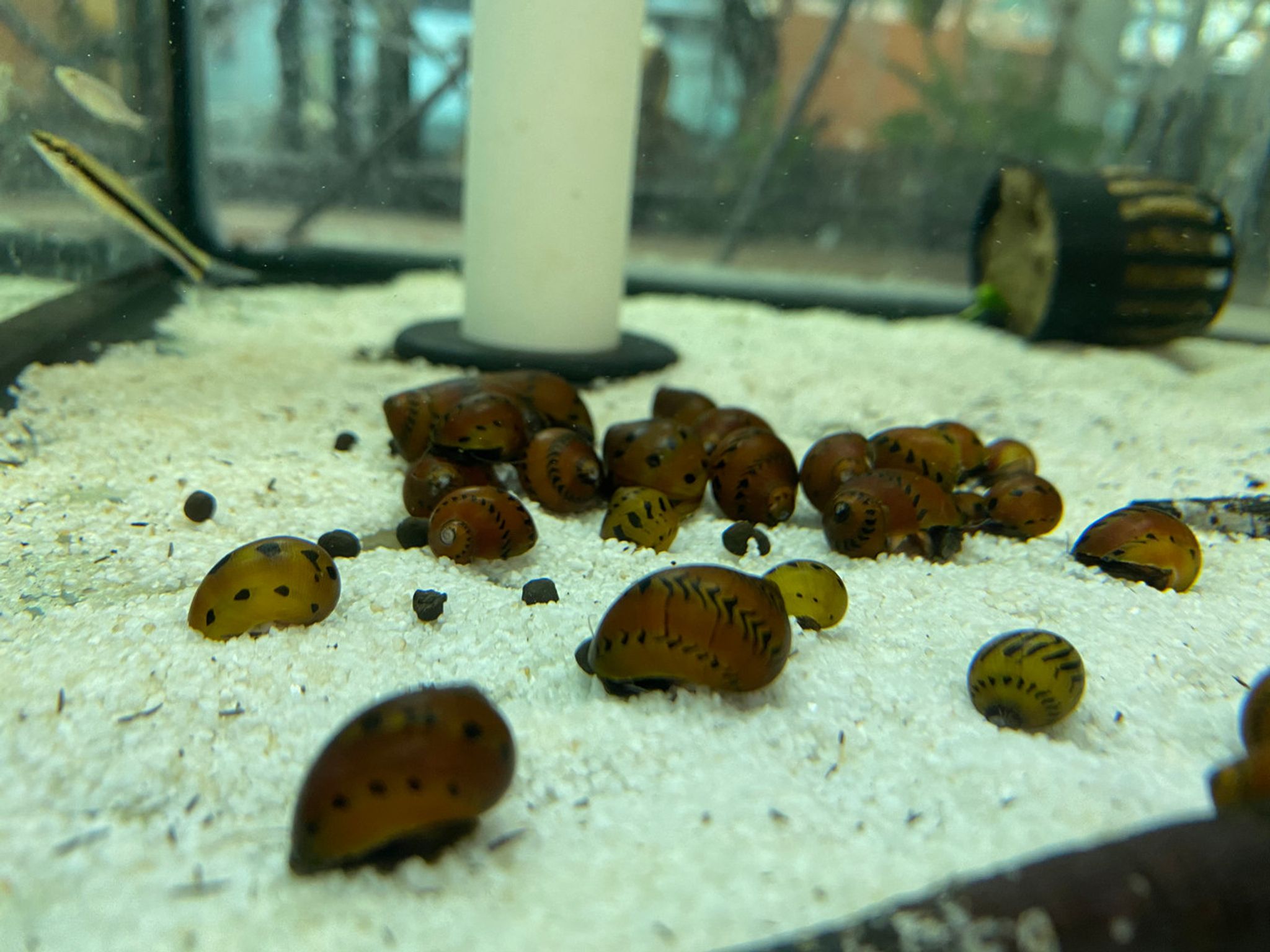 Tiger Nerite Snail