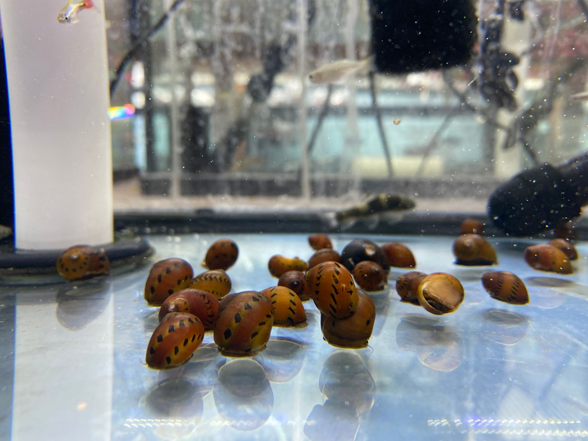 Tiger Nerite Snail