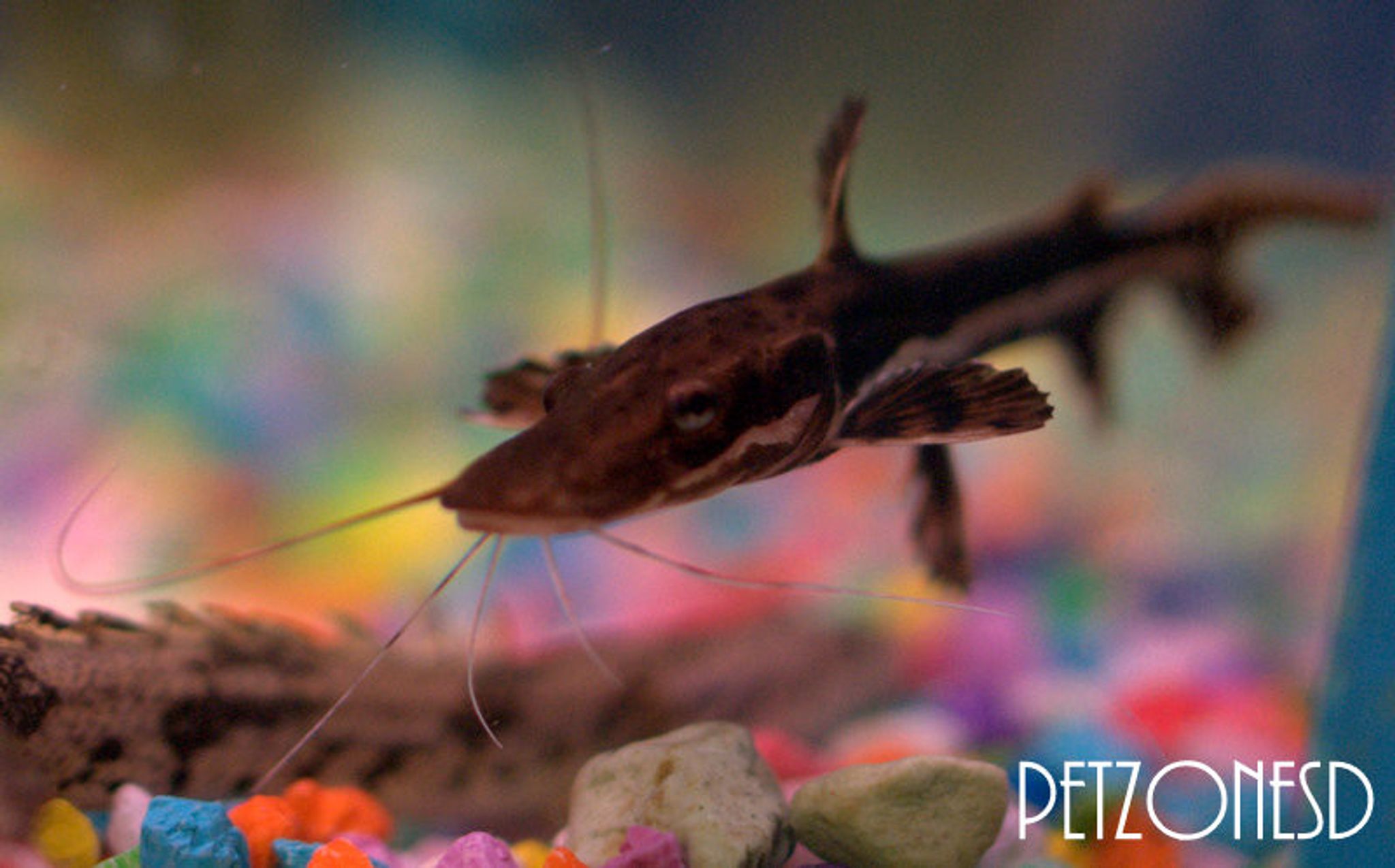 Tiger Shovelnose Catfish - Small