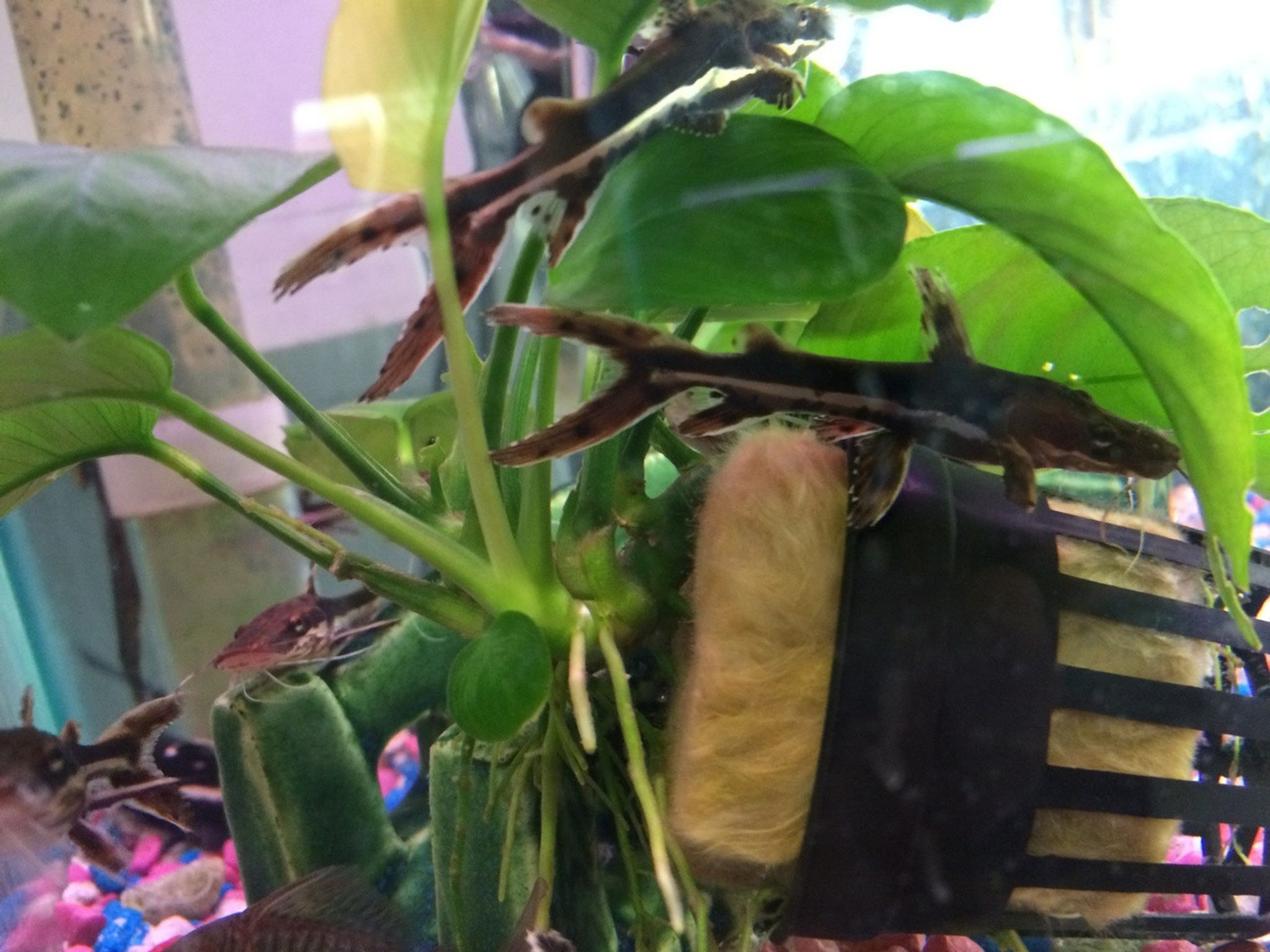 Tiger Shovelnose Catfish - Small