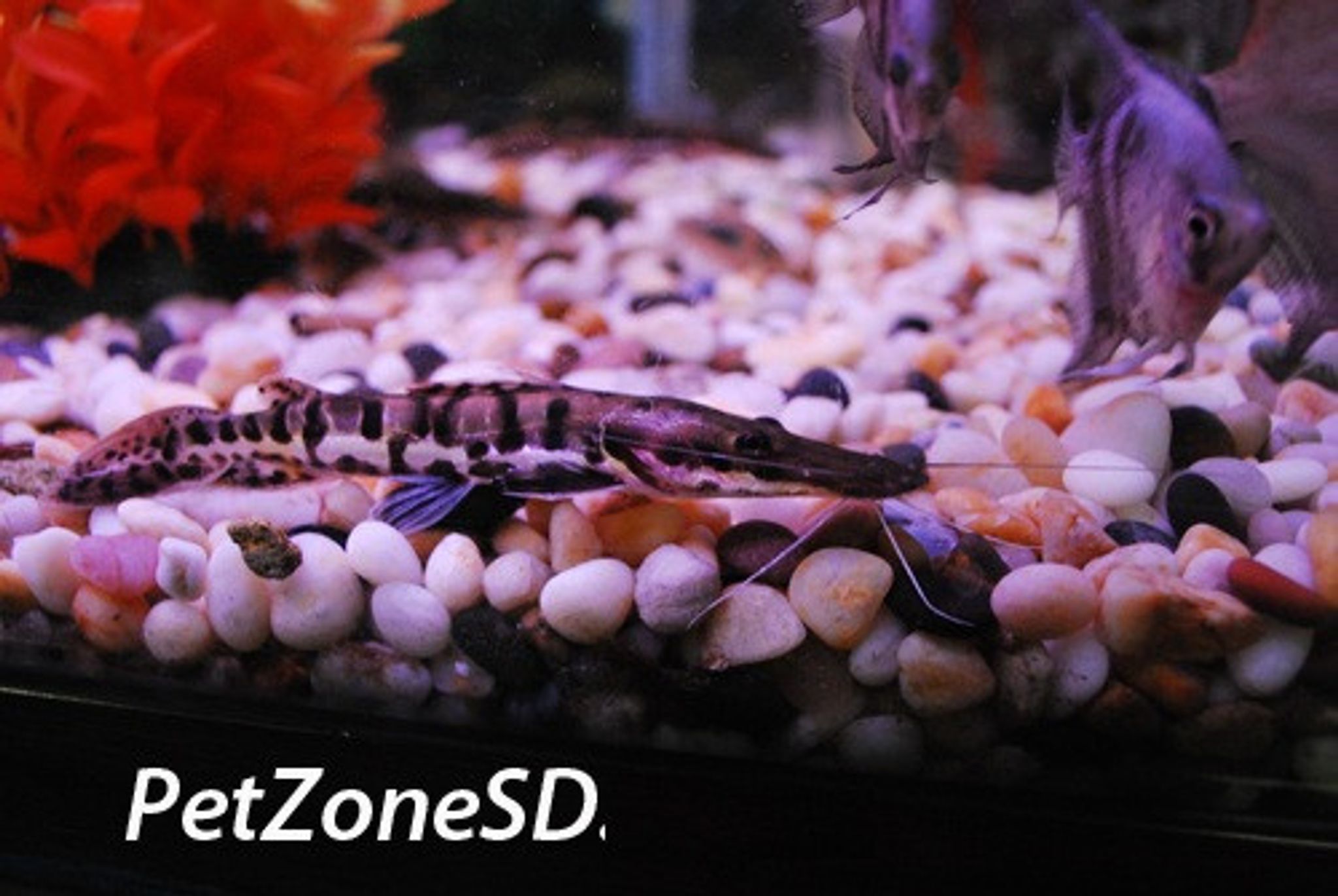 Tiger Shovelnose Catfish