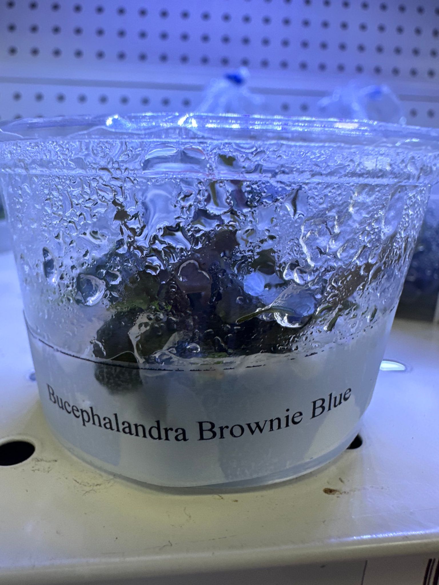 Tissue Culture BUCEPHALANDRA BROWNIE BLUE