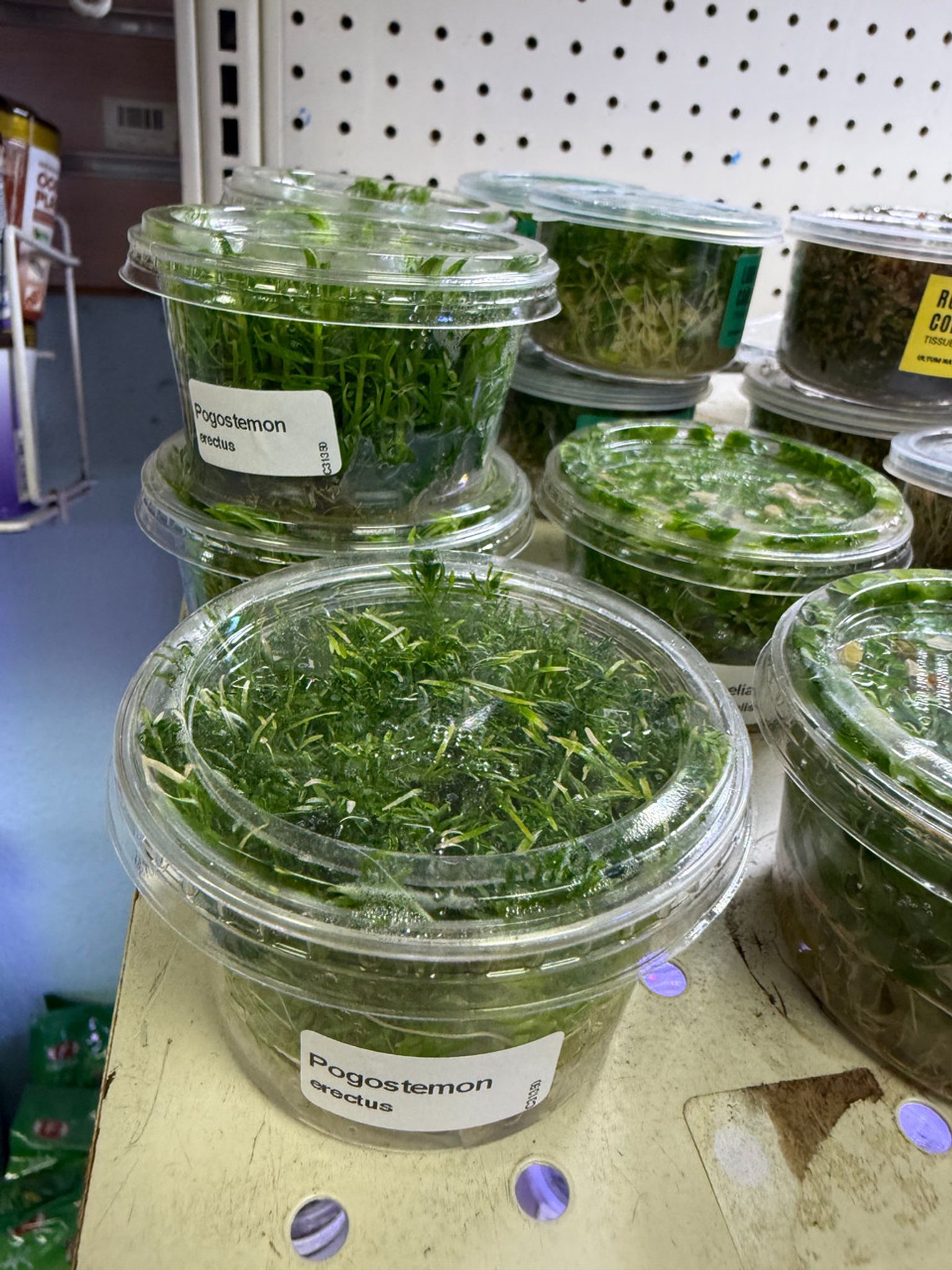 TISSUE CULTURE - Pogostemon erectus