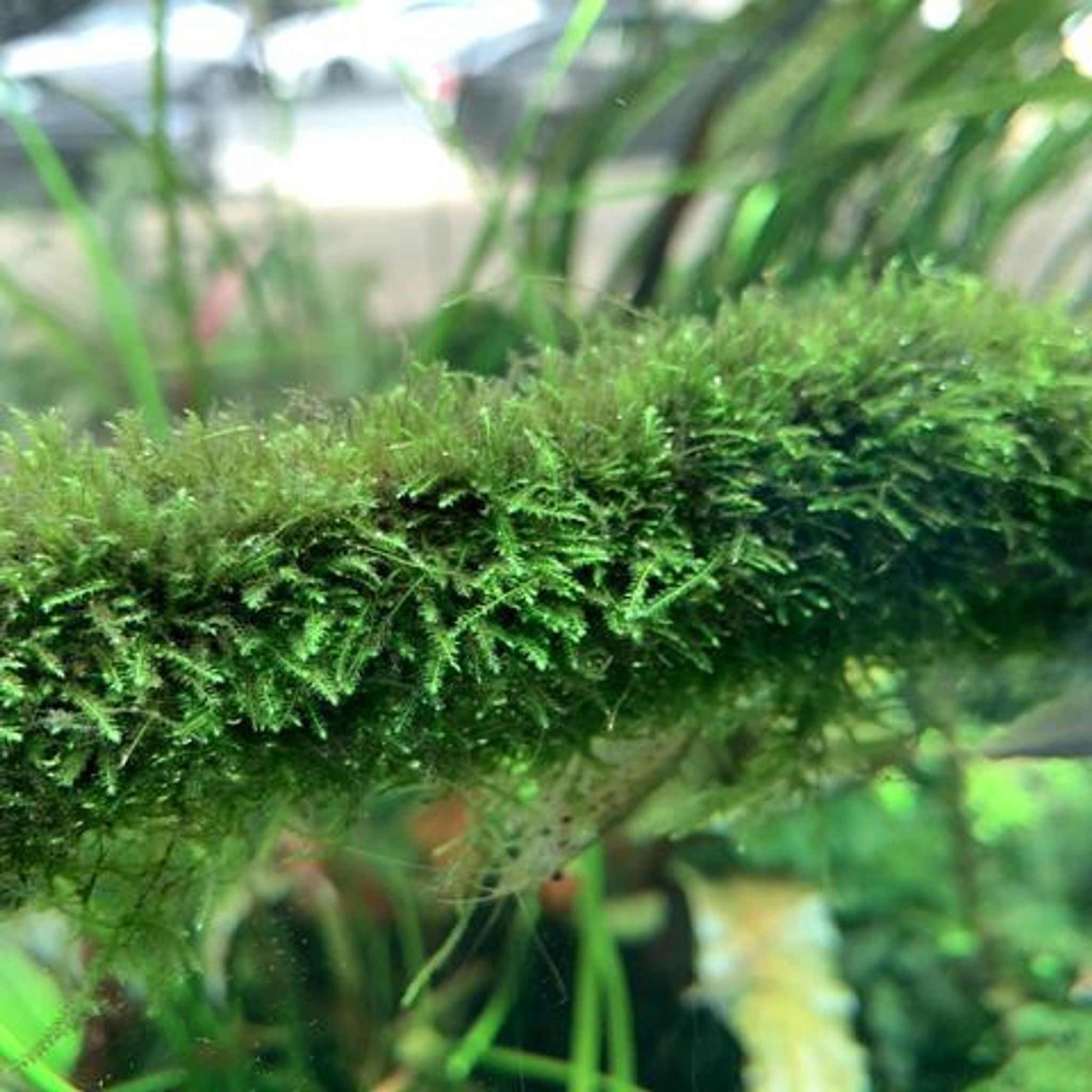 TISSUE CULTURE - TAXIPHYLLUM BARBERI MOSS