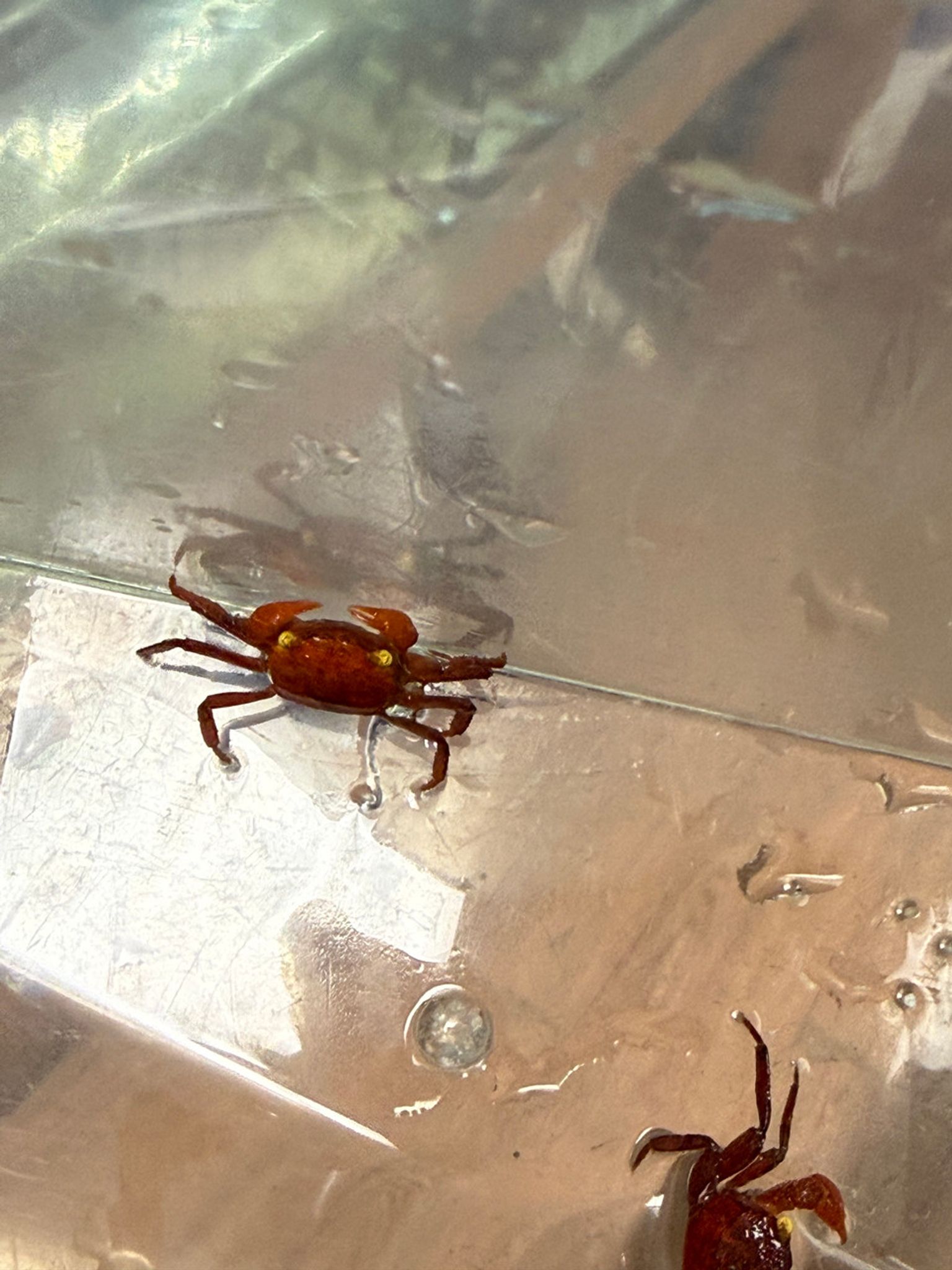 Tomato Crab