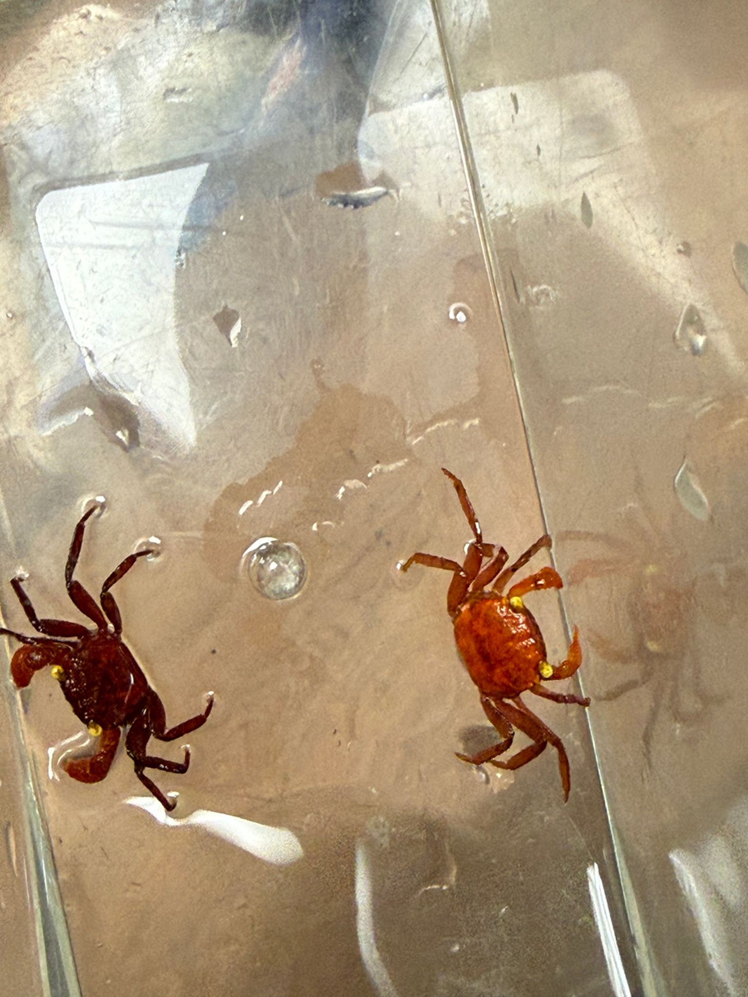Tomato Crab