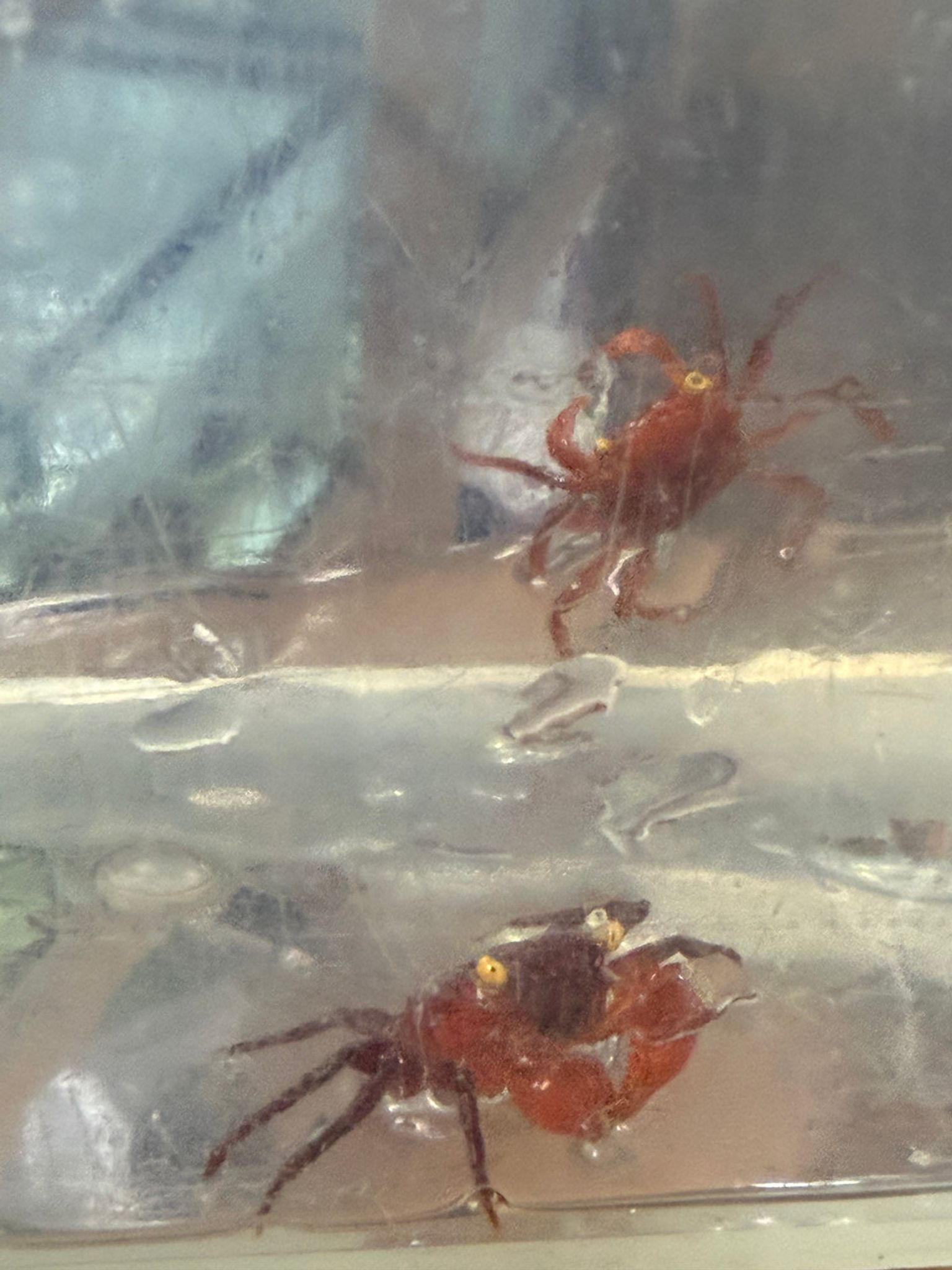 Tomato Crab