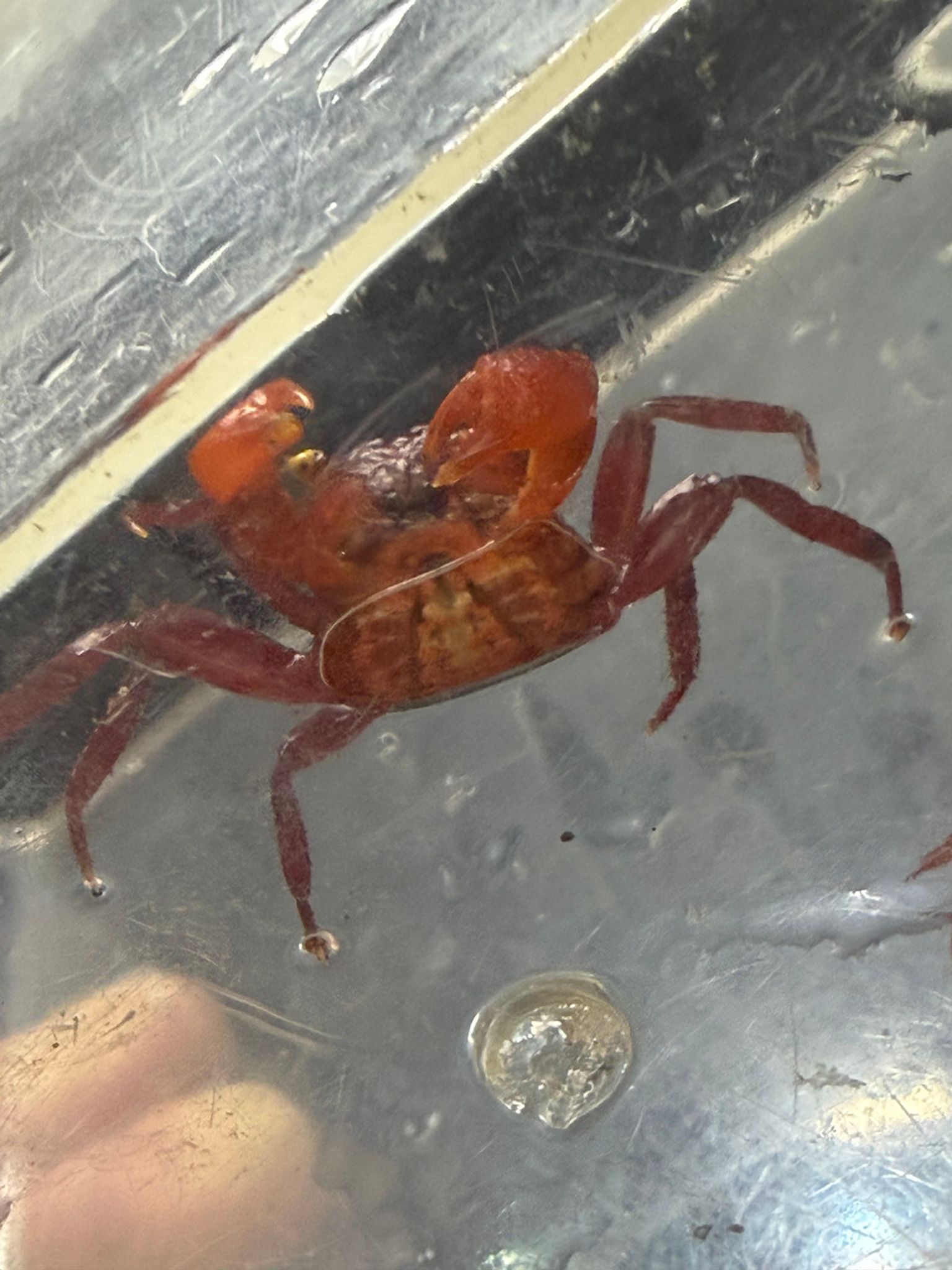 Tomato Crab