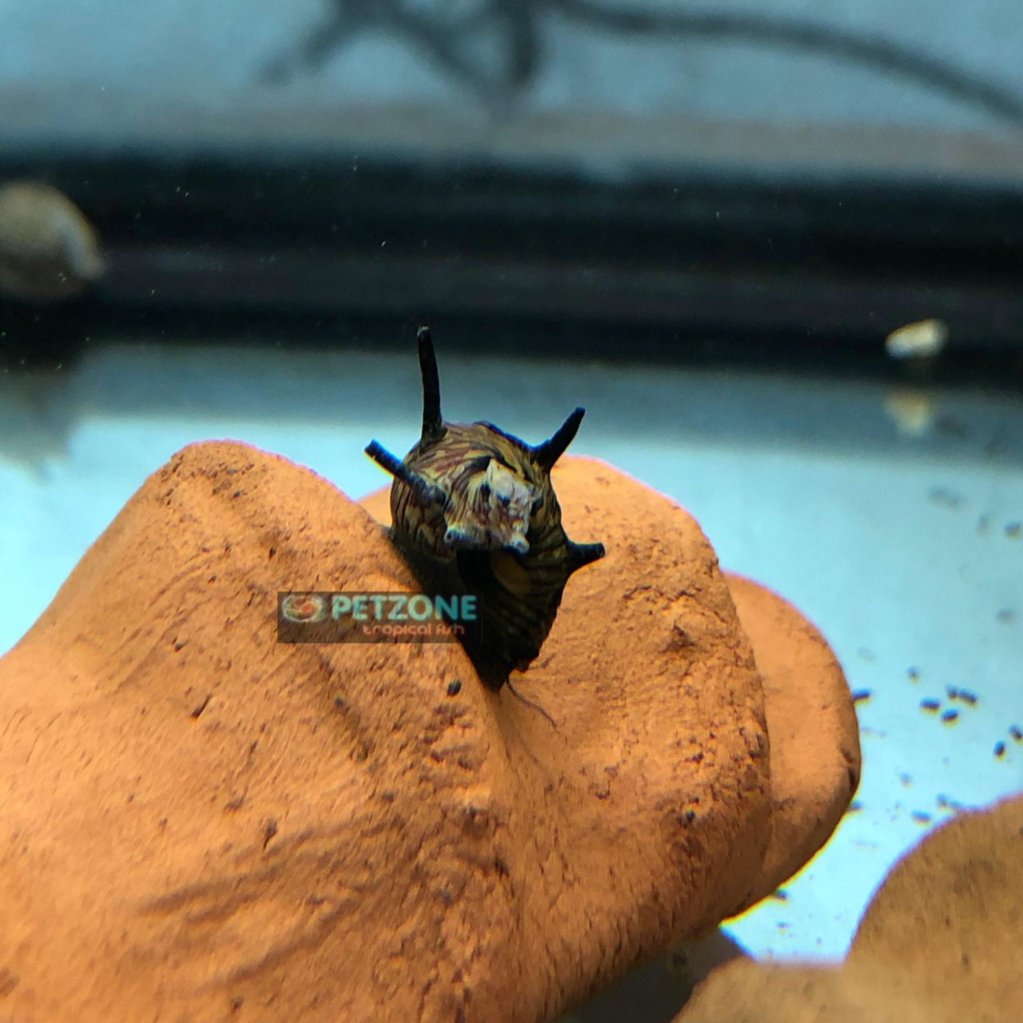 Tricolor Horned Nerite Snail