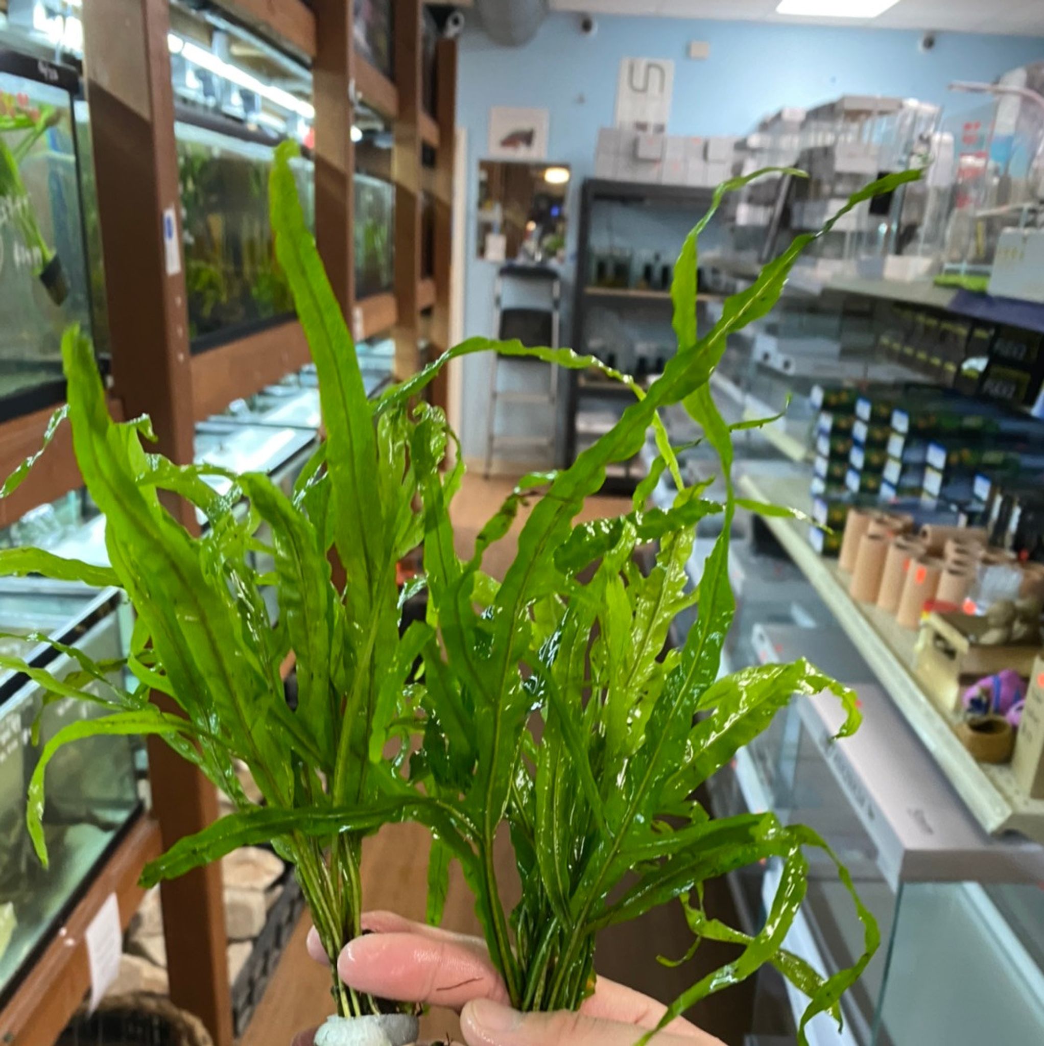 Trident Fern
