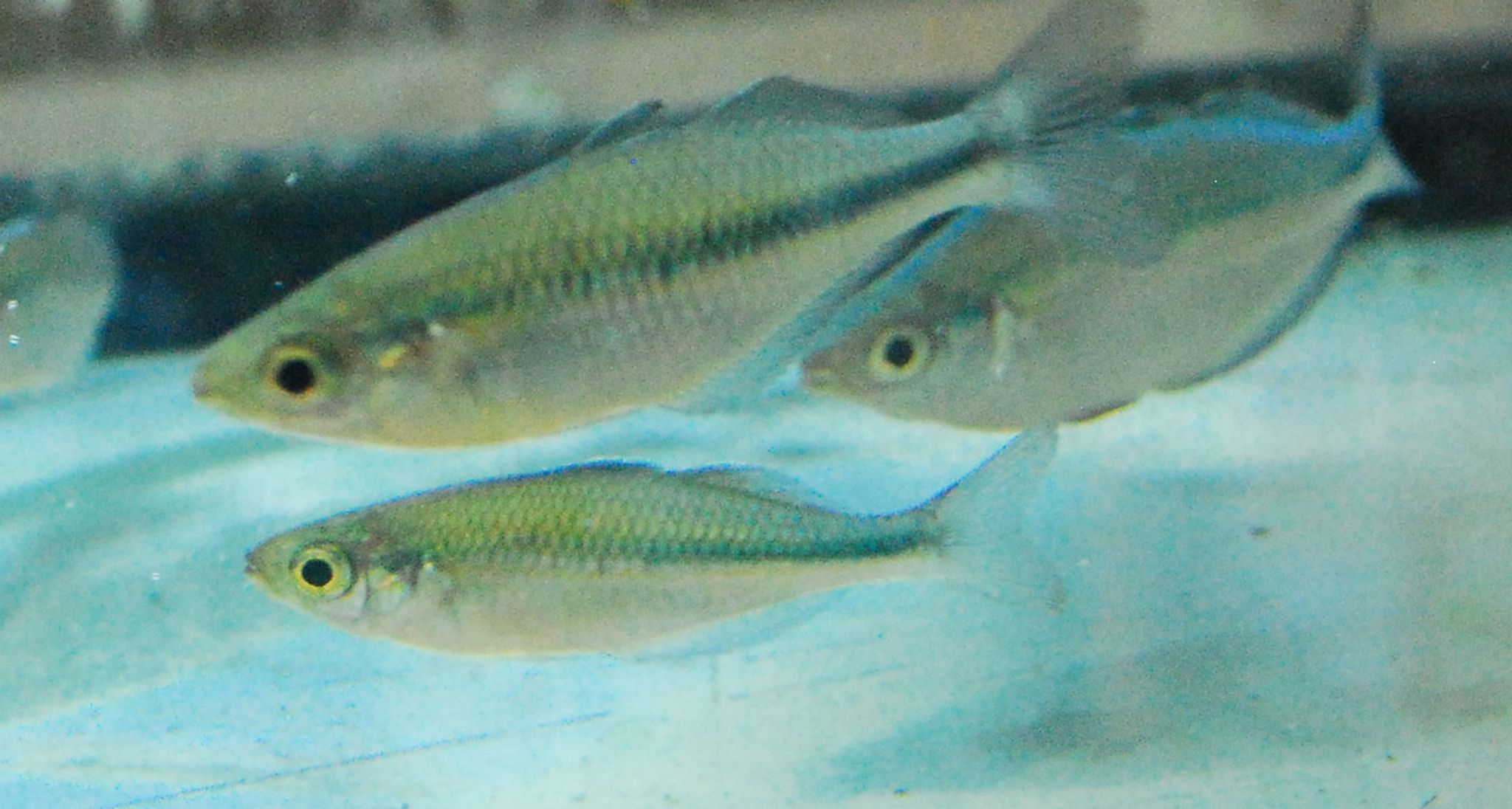 Turquoise Rainbowfish