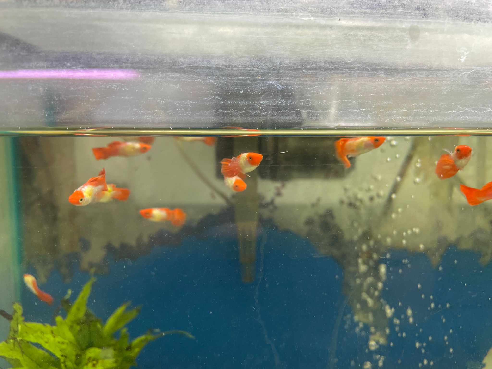 Tuxedo Red Koi Guppy