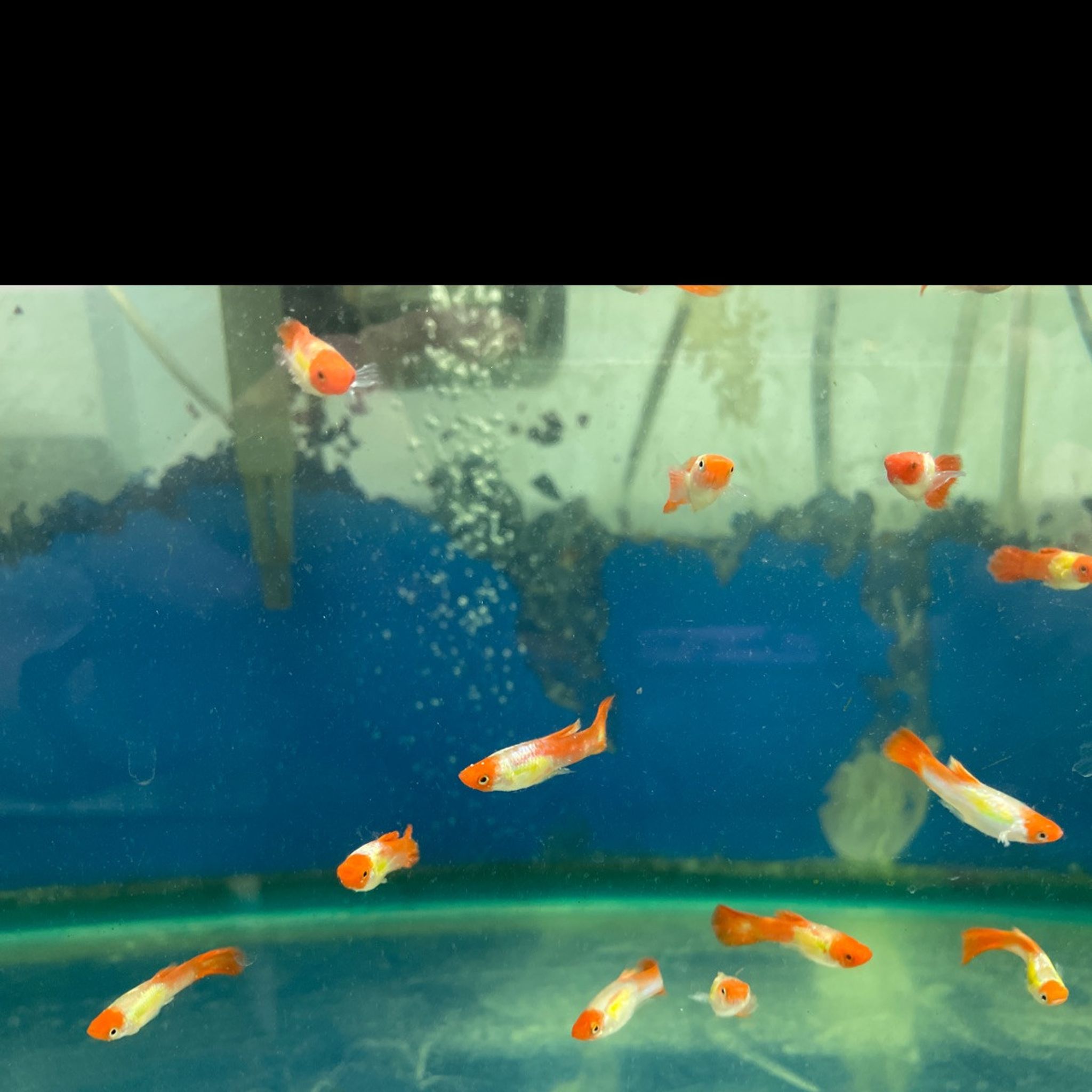 Tuxedo Red Koi Guppy