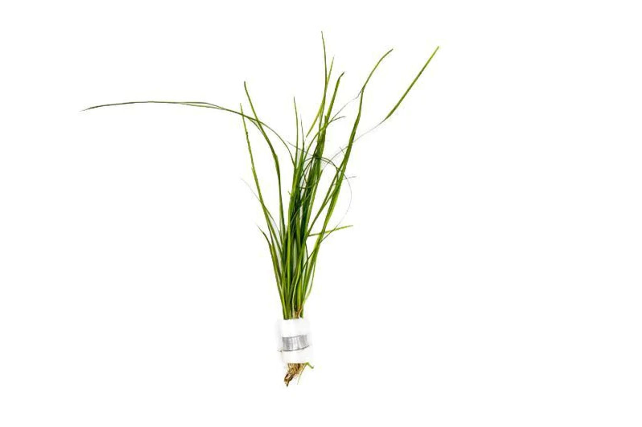 Vallisneria Nana