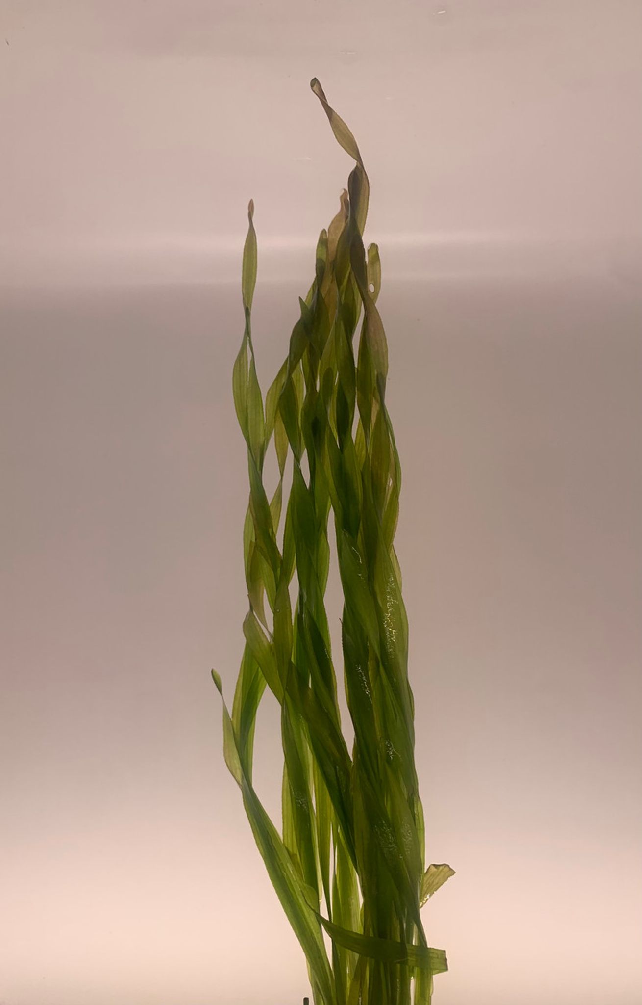 Vallisneria Spiralis
