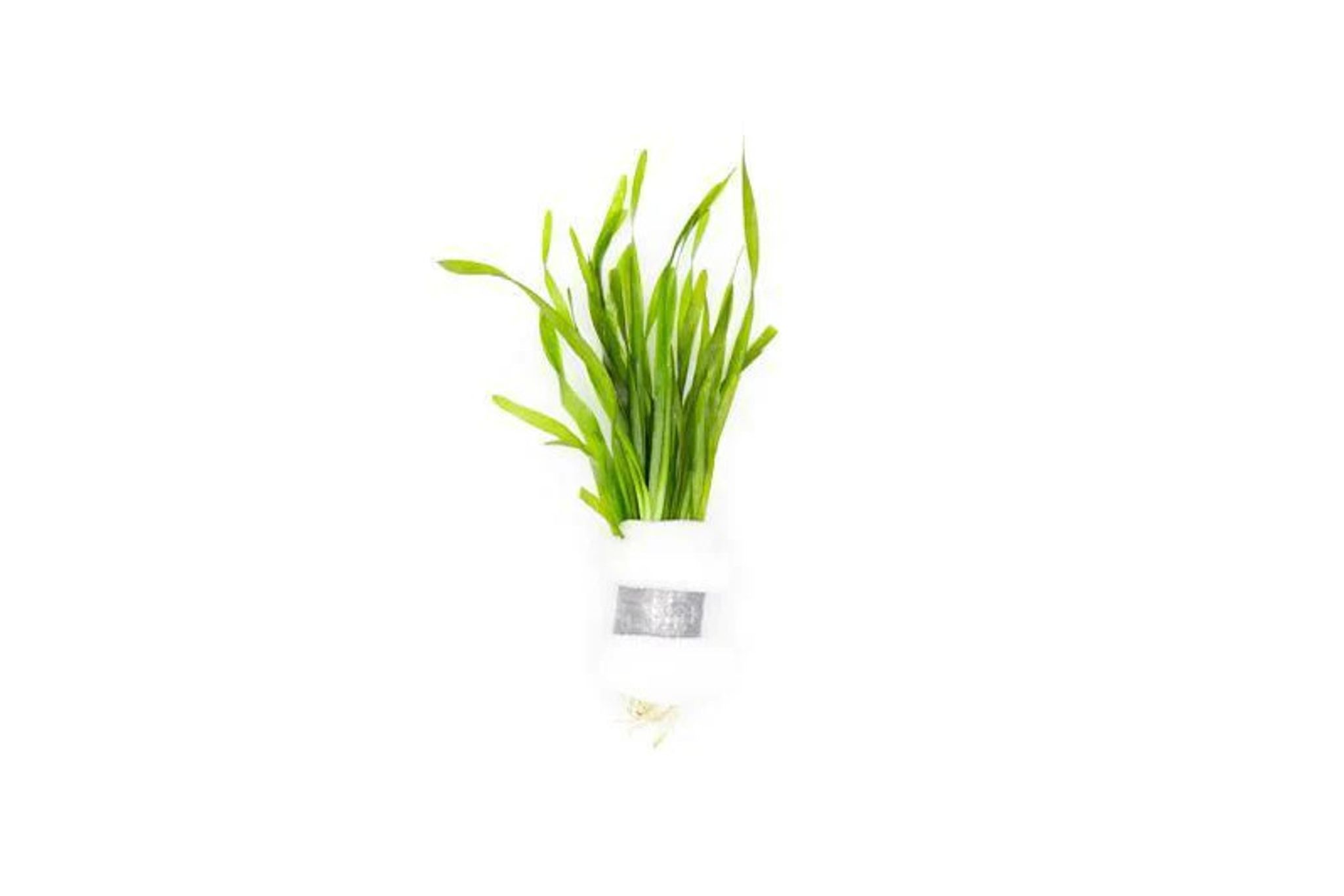 Vallisneria Torta