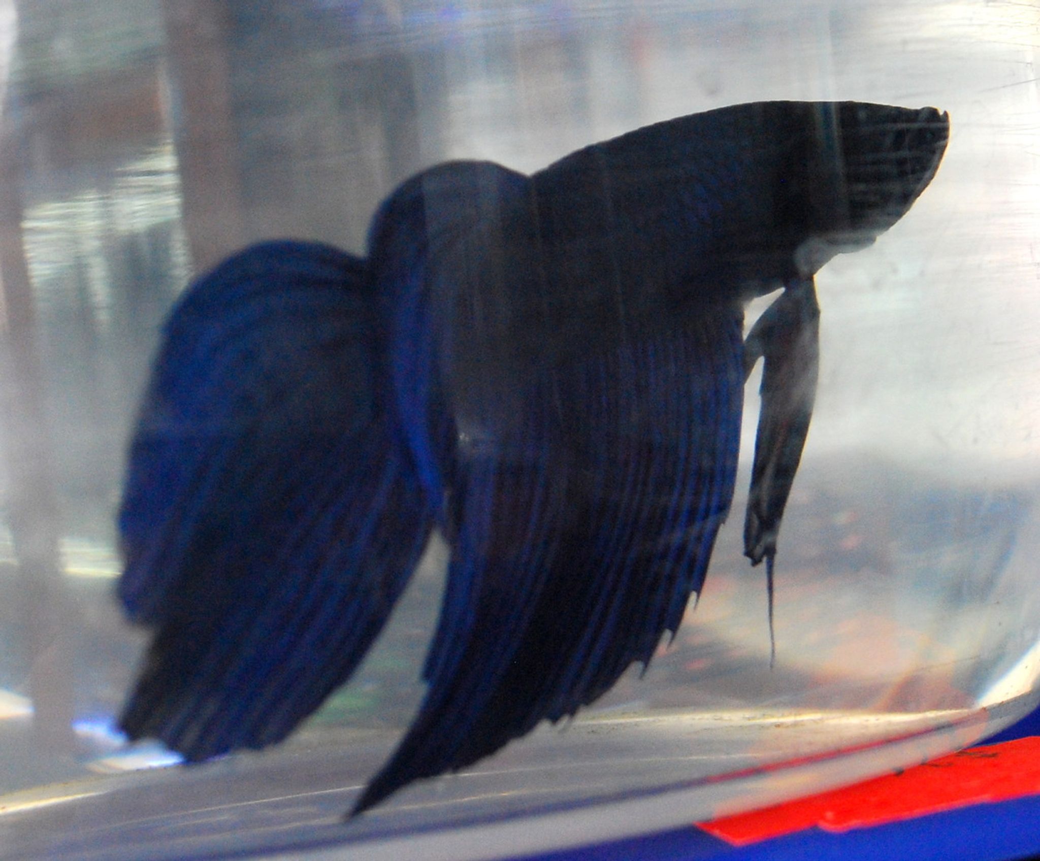 Veiltail Betta