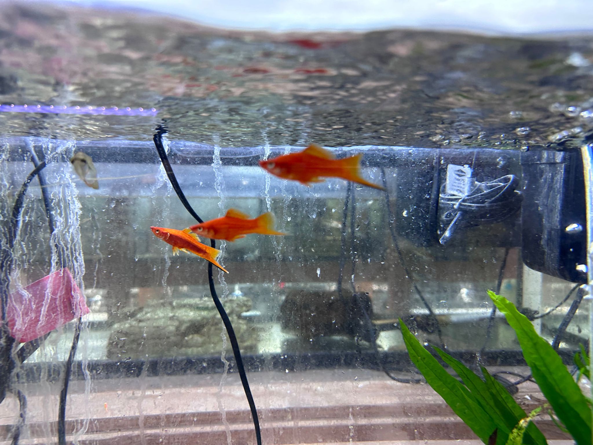 Velvet Red Swordtail (Xiphophorus hellerii)