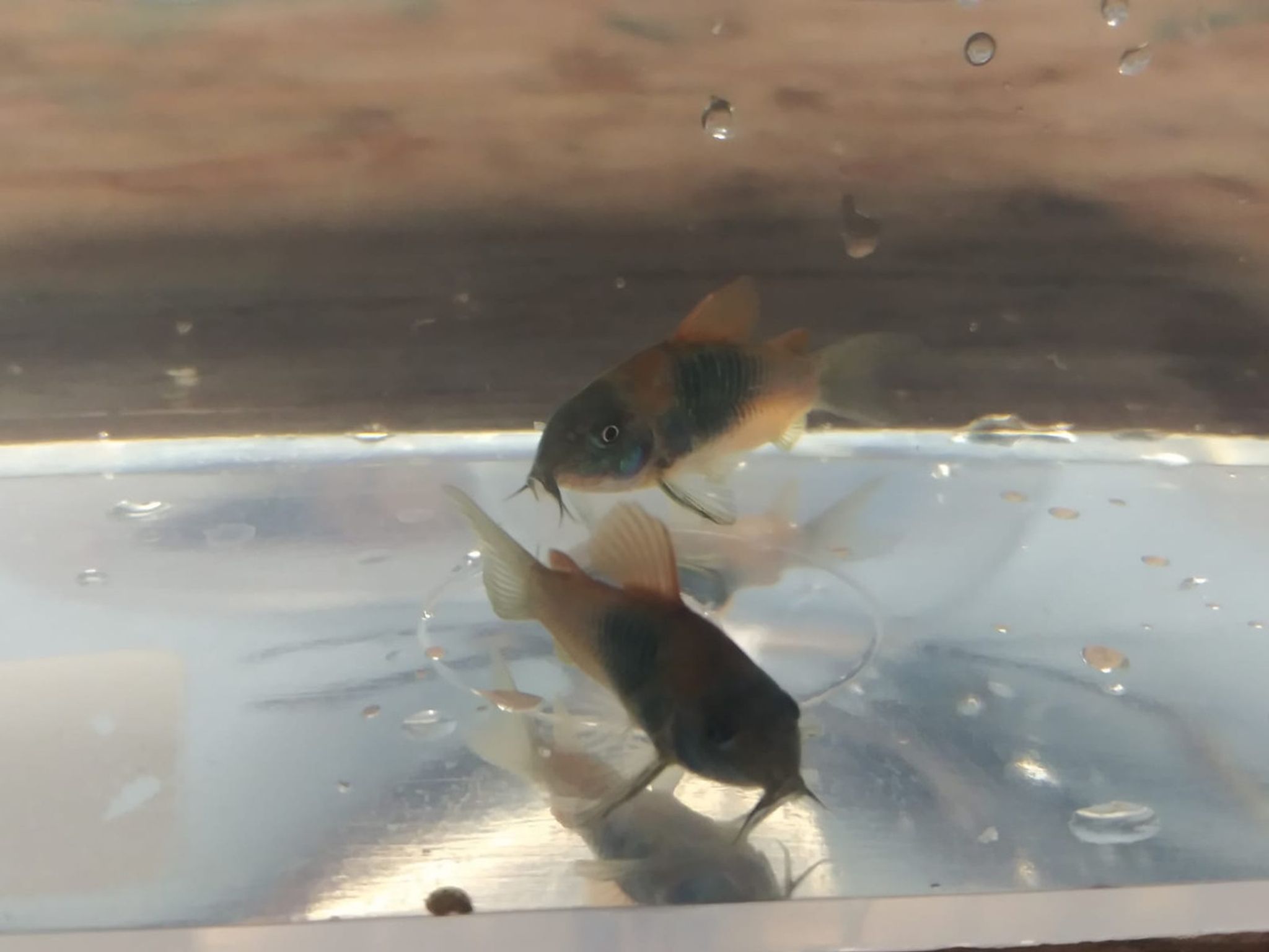 Venezuelan Red Sailfin Cory Cat