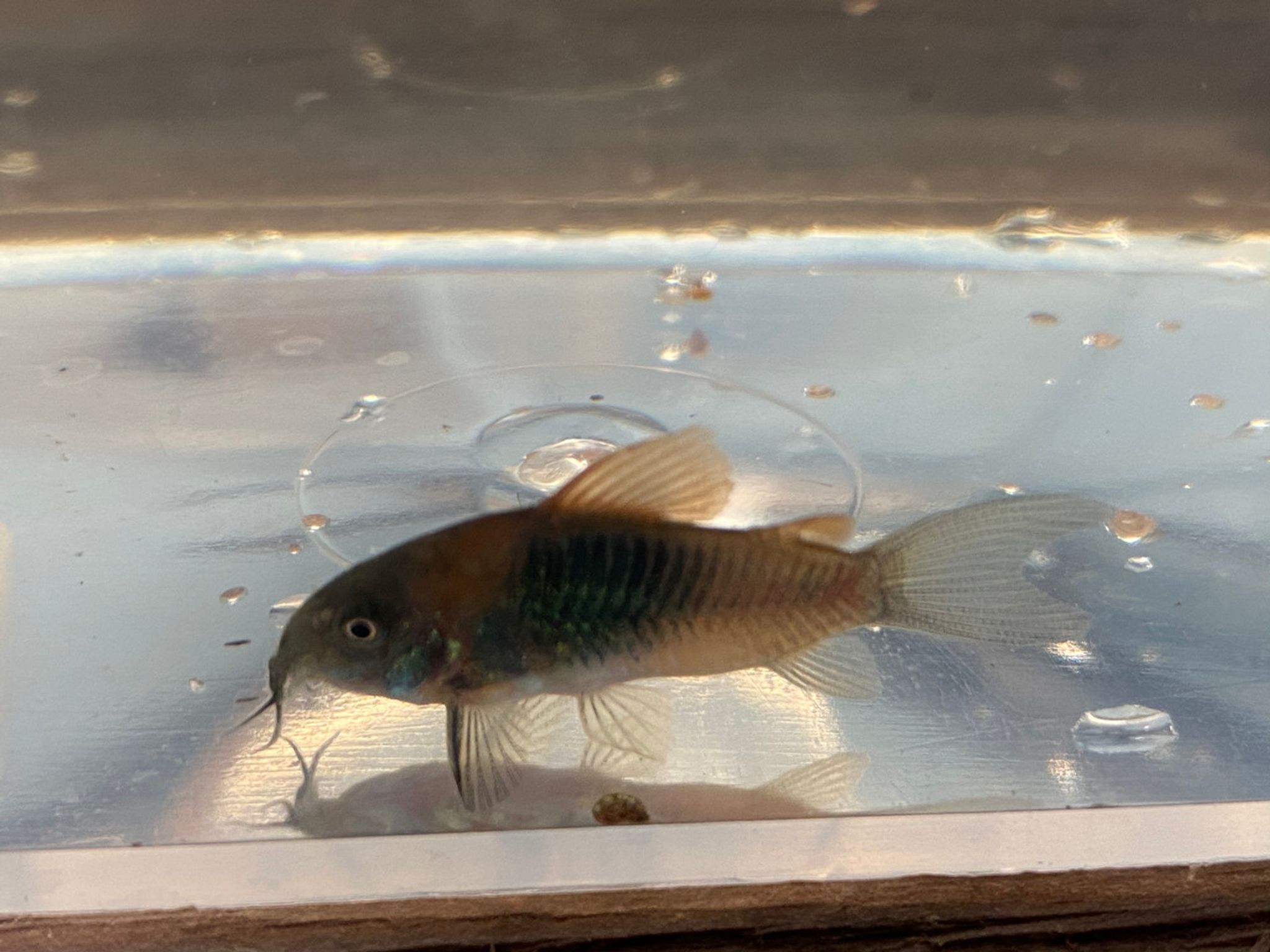 Venezuelan Red Sailfin Cory Cat