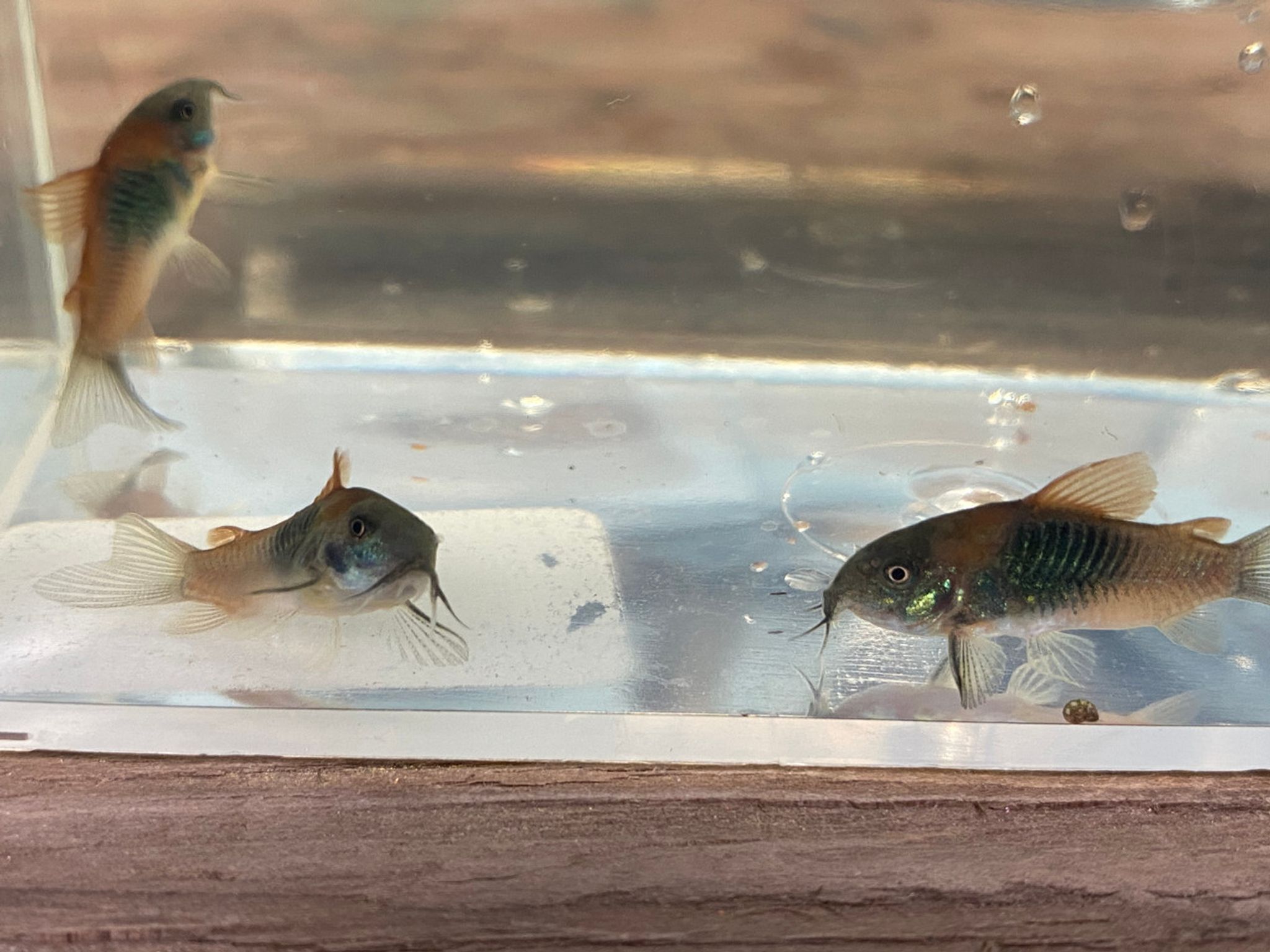Venezuelan Red Sailfin Cory Cat