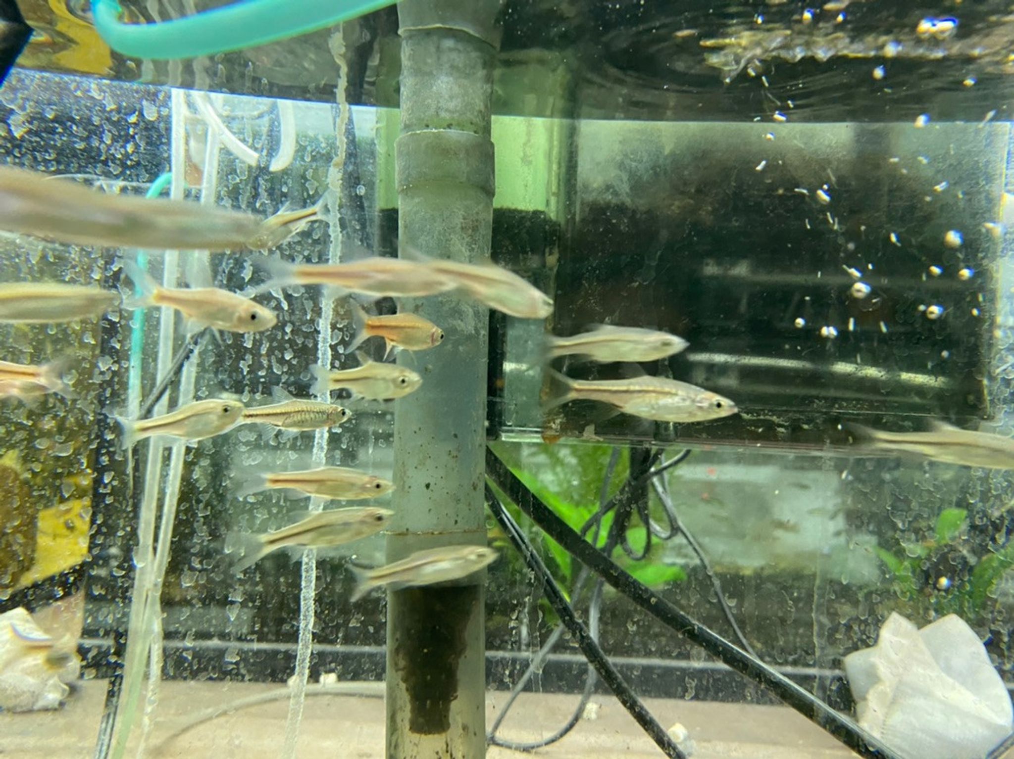Volcano Rasbora
