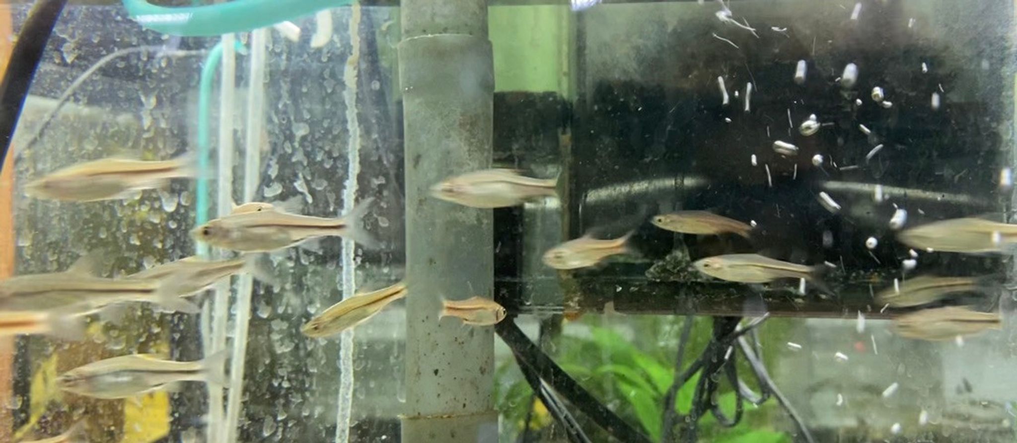 Volcano Rasbora