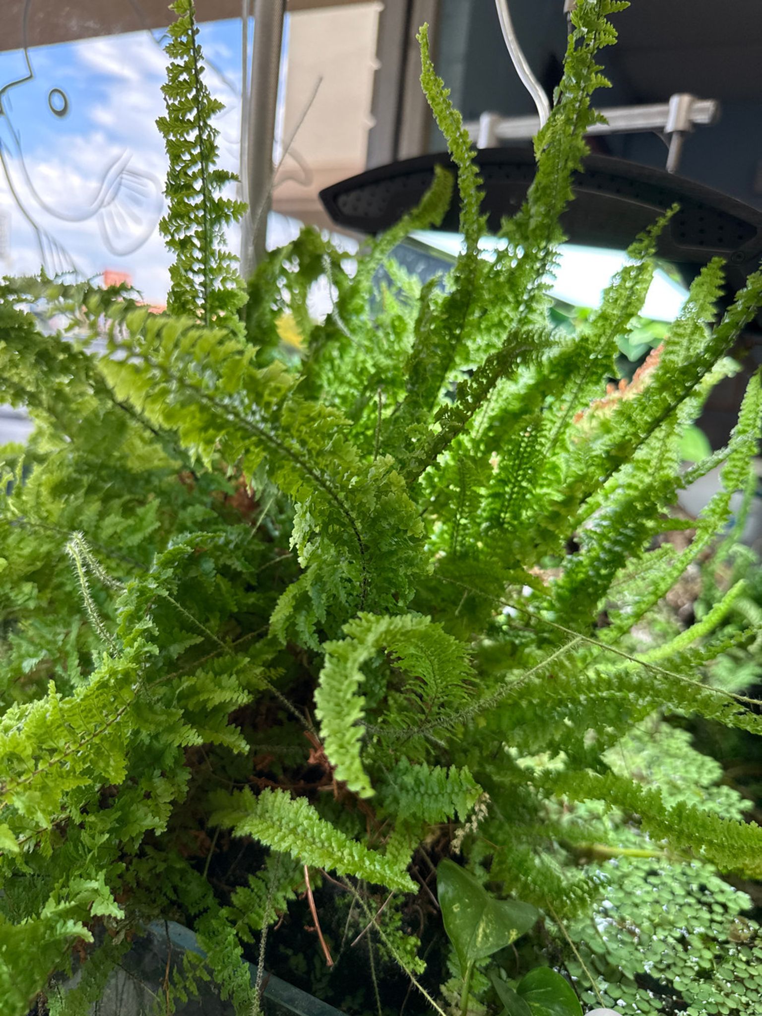 Water Adapted Boston Fern (Nephrolepis exaltata)