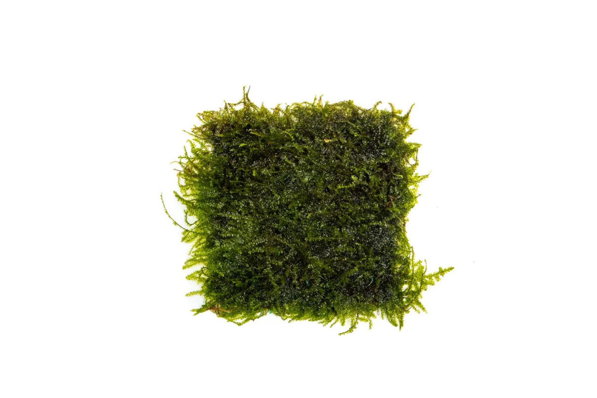 Weeping Moss on Stainless Steel