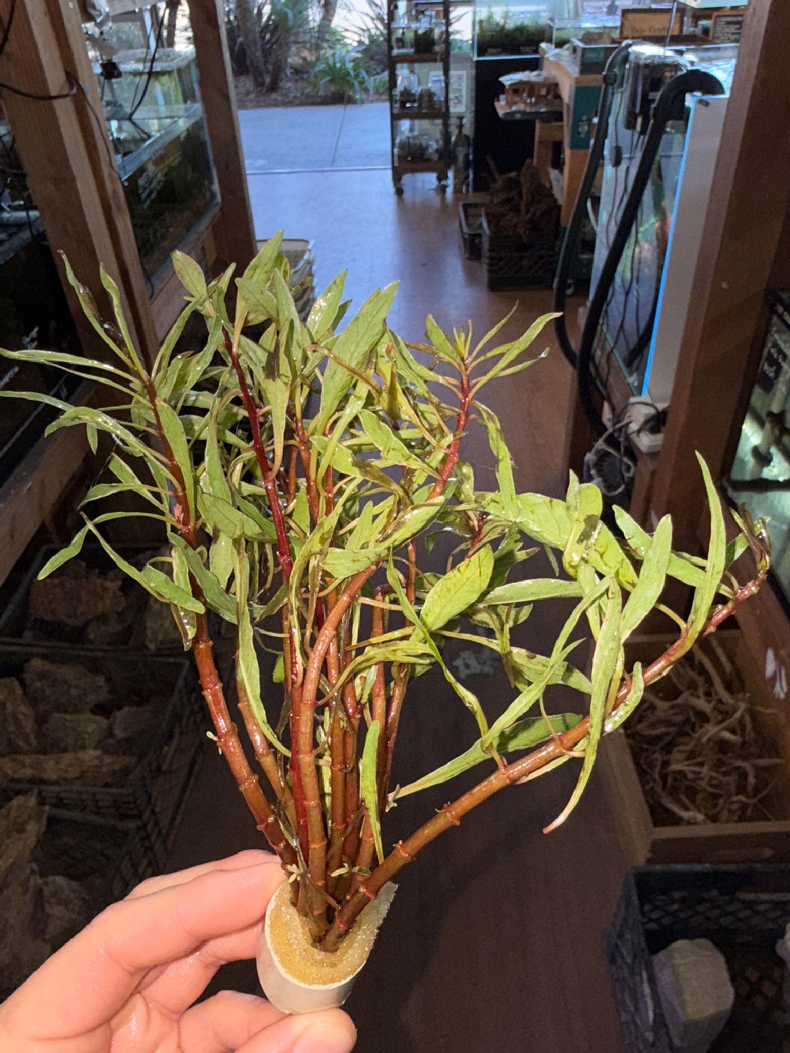 White Edge Ludwigia Bunch