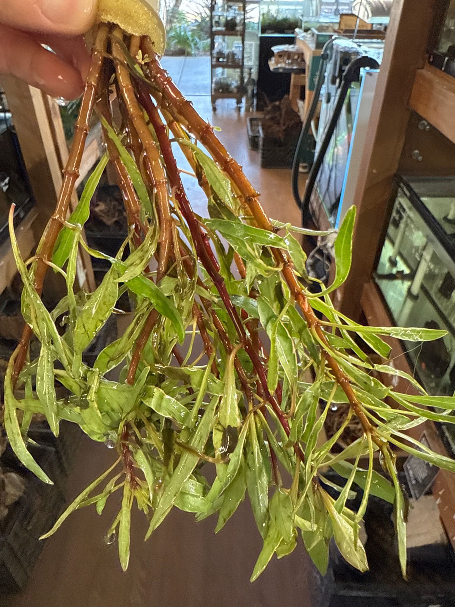 White Edge Ludwigia Bunch