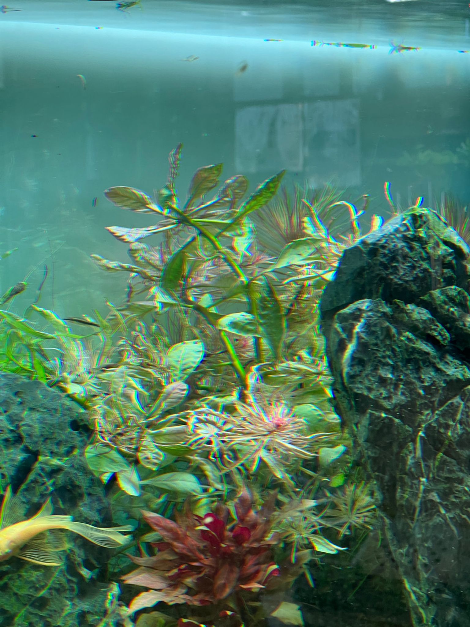White Edge Ludwigia