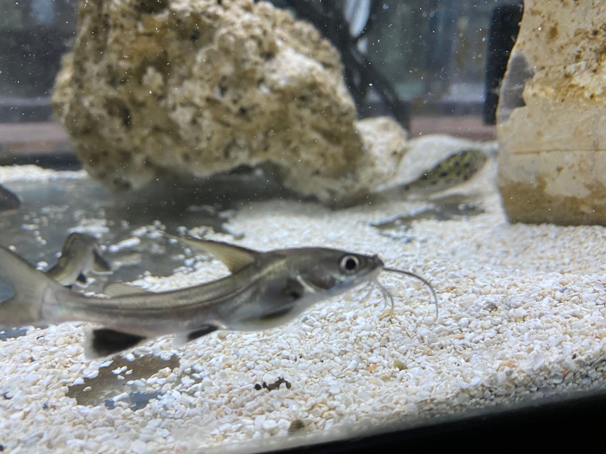 White Tip Shark Catfish