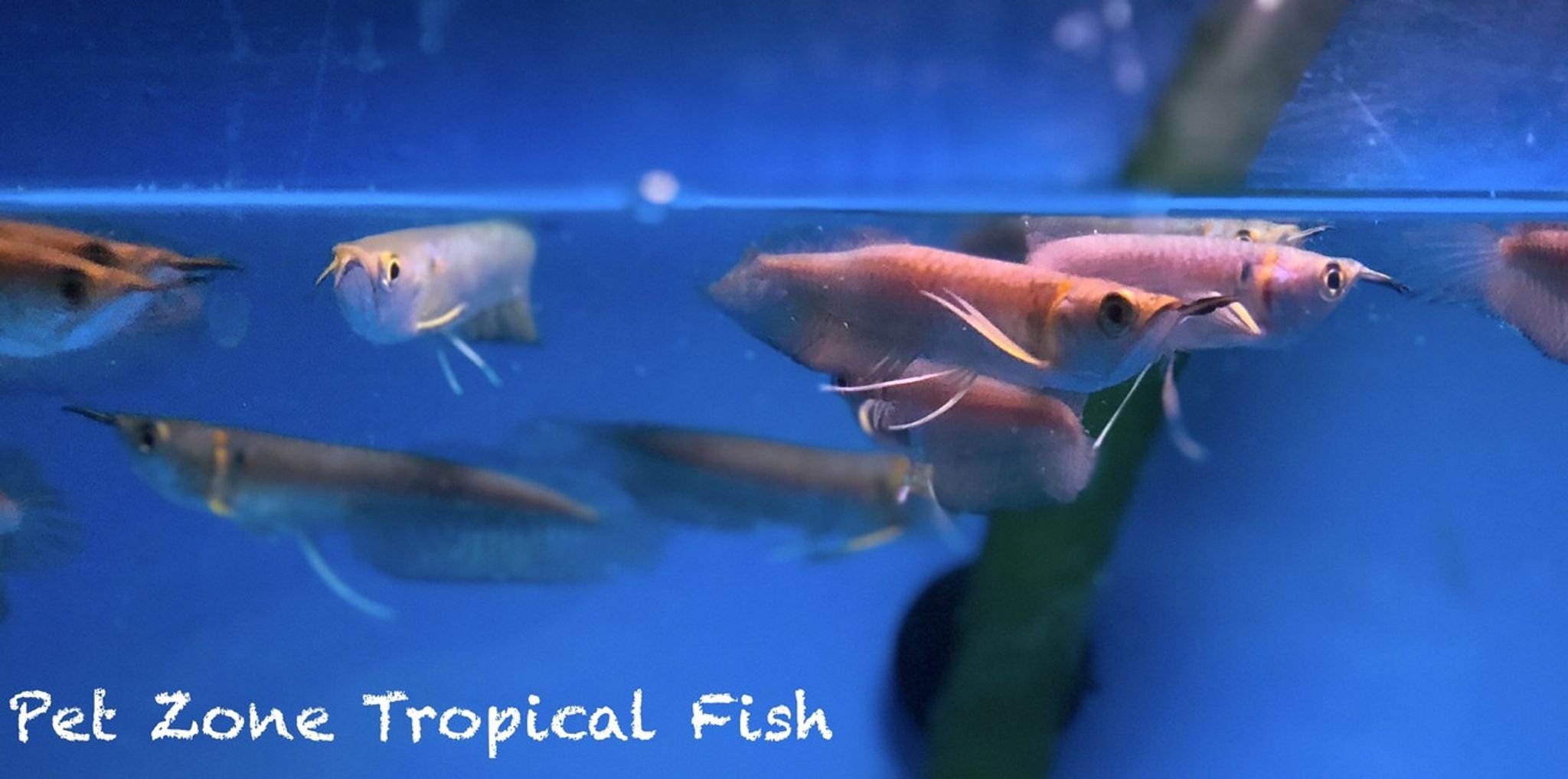 Wild-Caught Silver Arowana, Juvenile