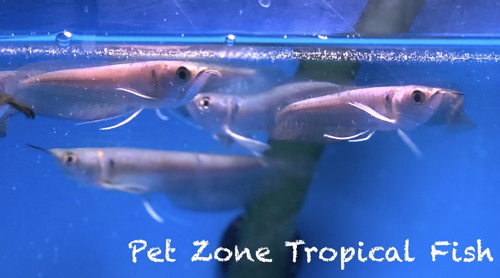 Wild-Caught Silver Arowana, Juvenile