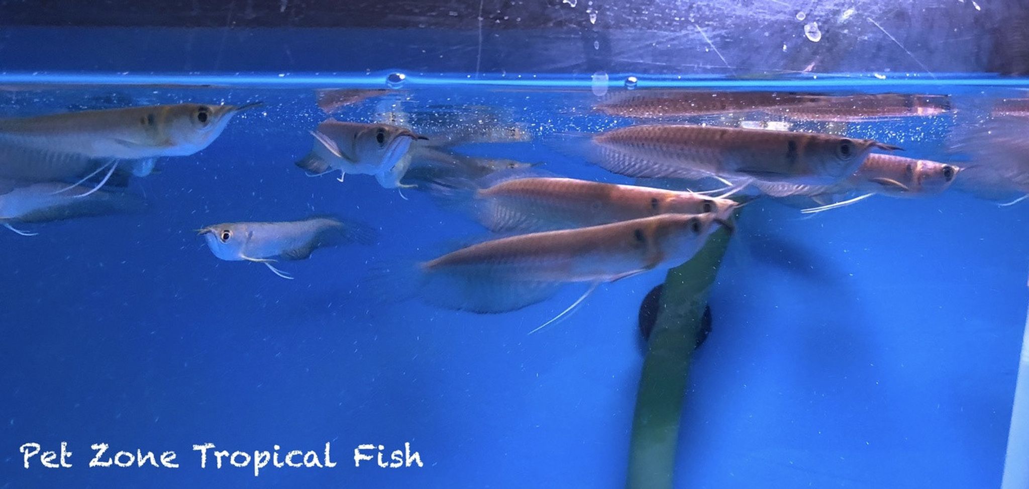 Wild-Caught Silver Arowana, Juvenile