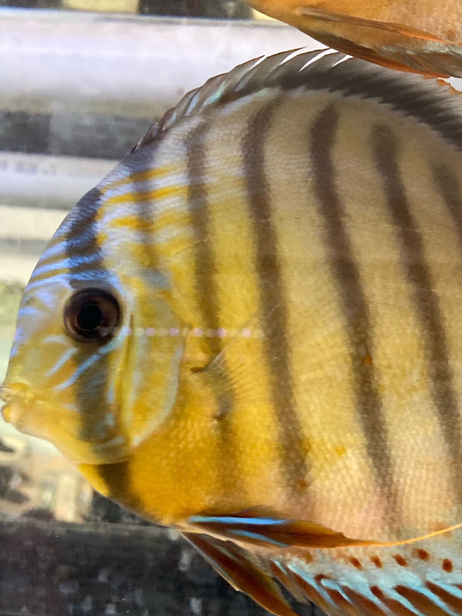 Cichlid Statistics 2027: Most Popular Species & Prices