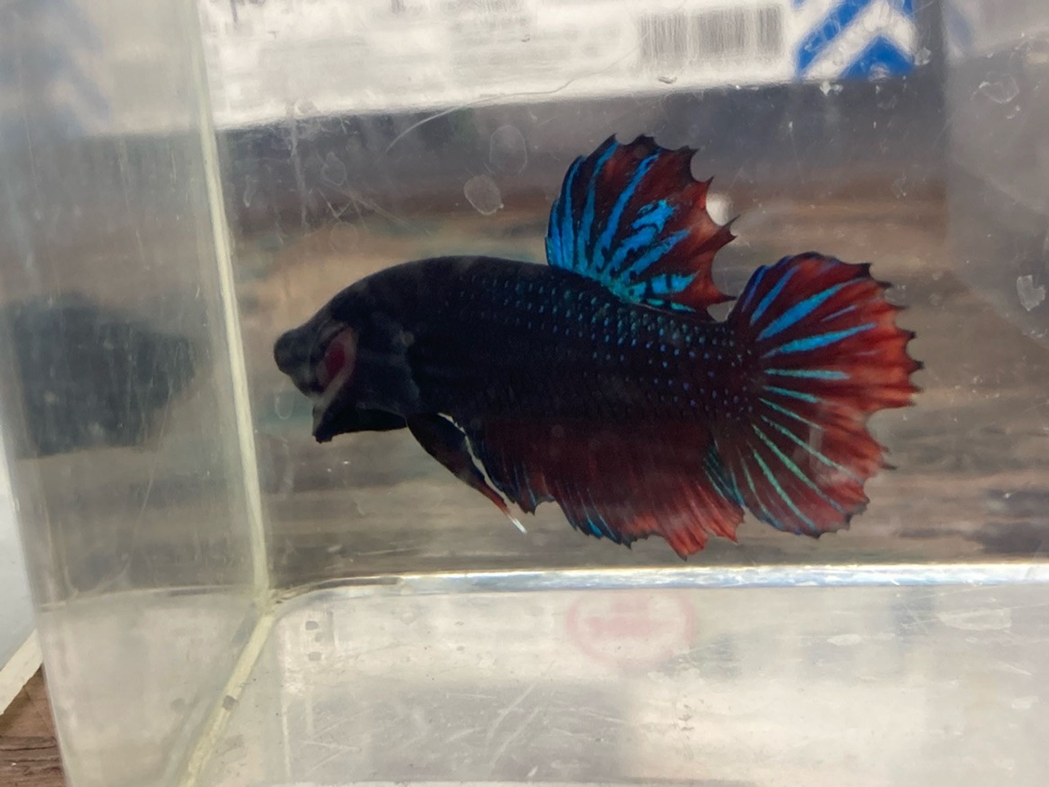 Wild-Type Plakat Betta