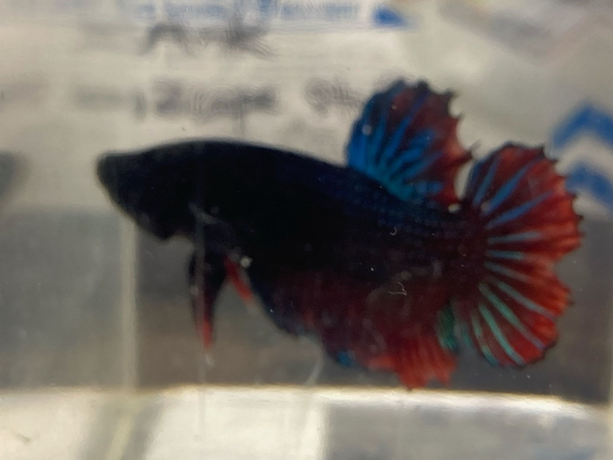 Wild-Type Plakat Betta