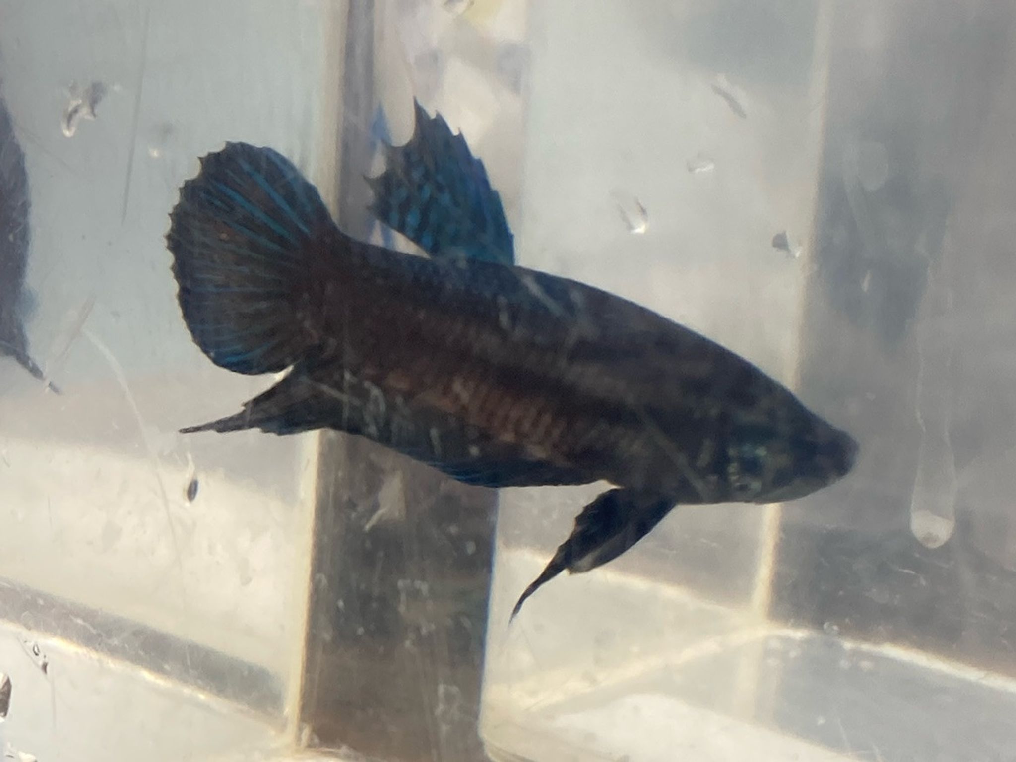 Wild-Type Plakat Betta