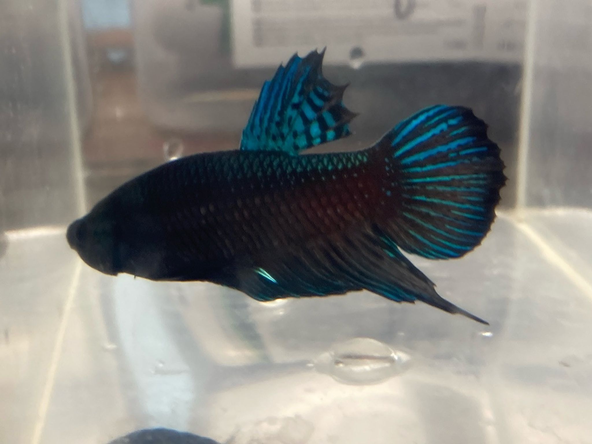 Wild-Type Plakat Betta