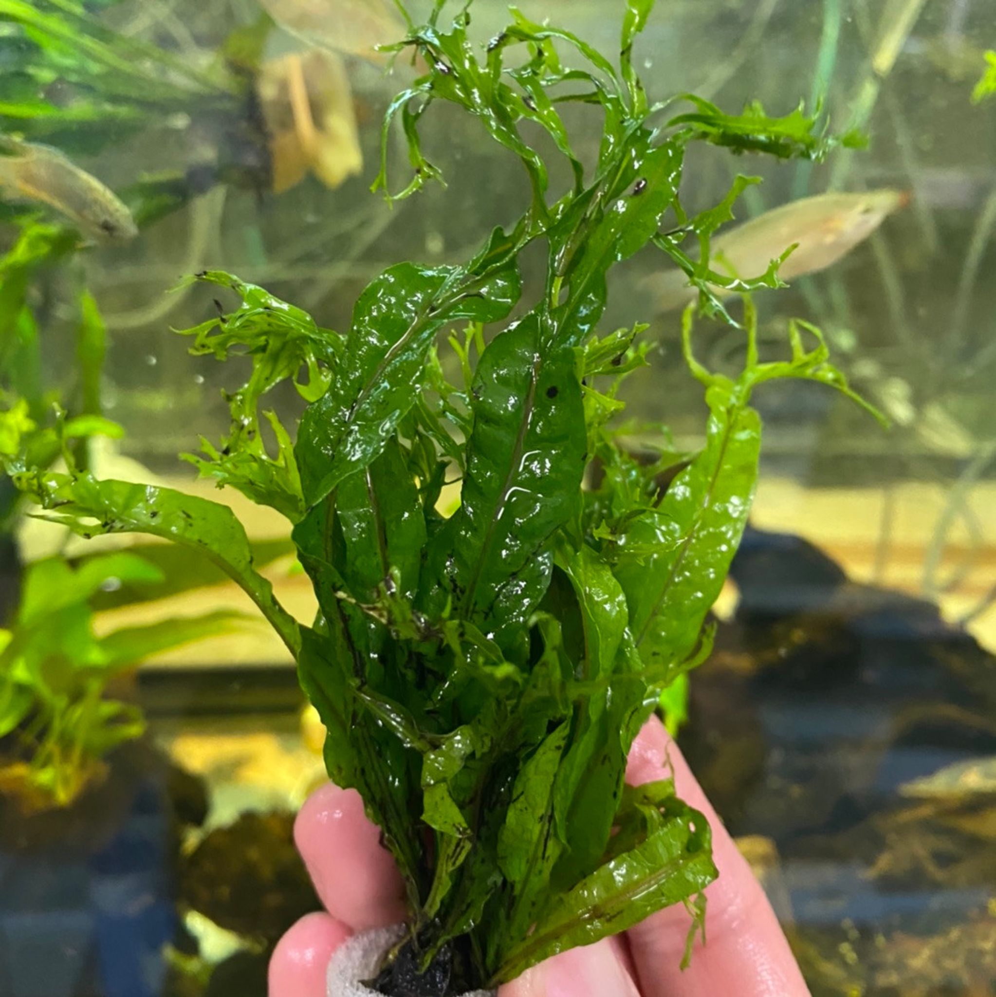 Windelov Java Fern