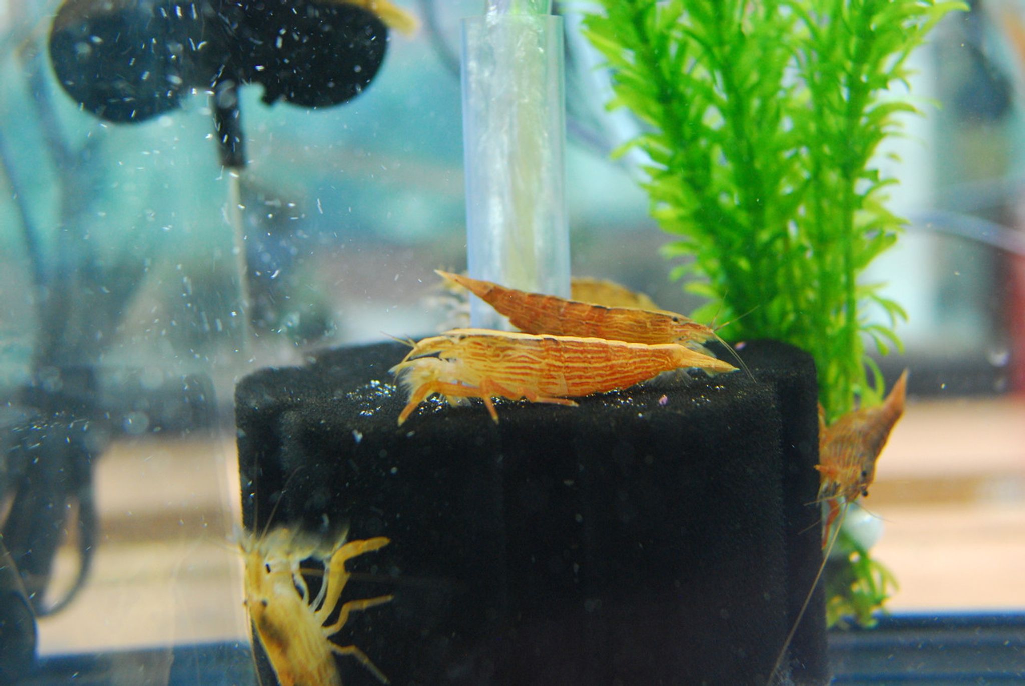 Wood Shrimp