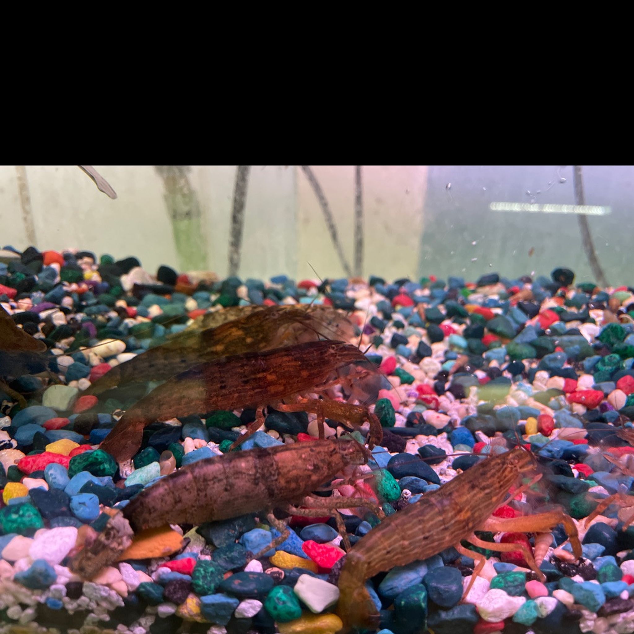 Wood Shrimp