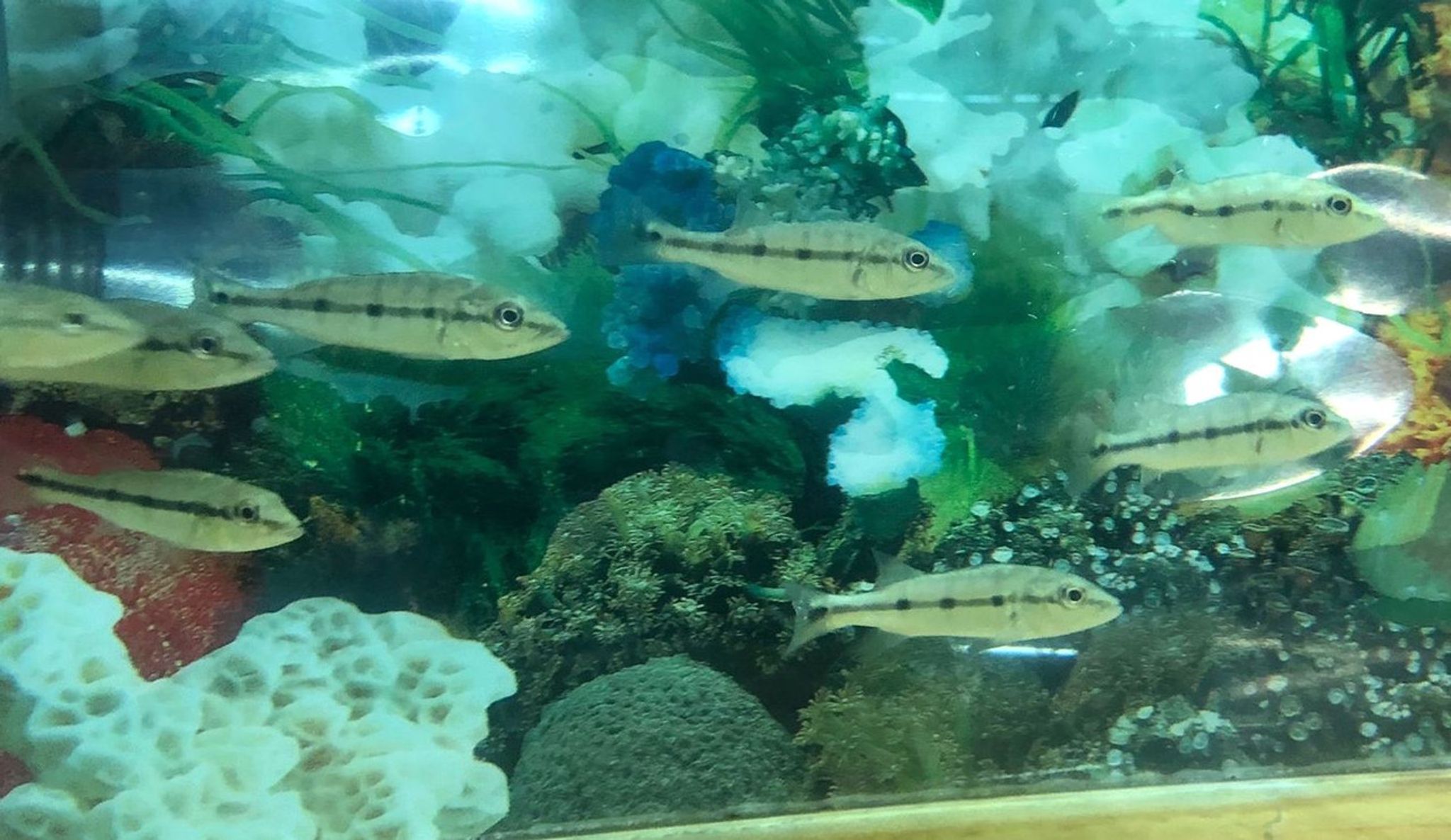 Xingu Peacock Bass