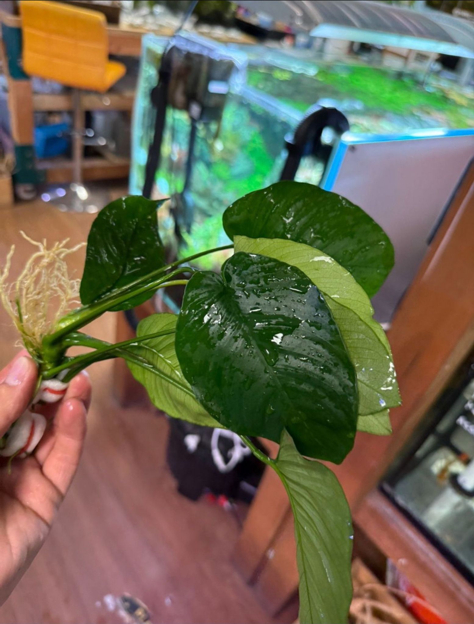 XL Anubias Aquatic Plant