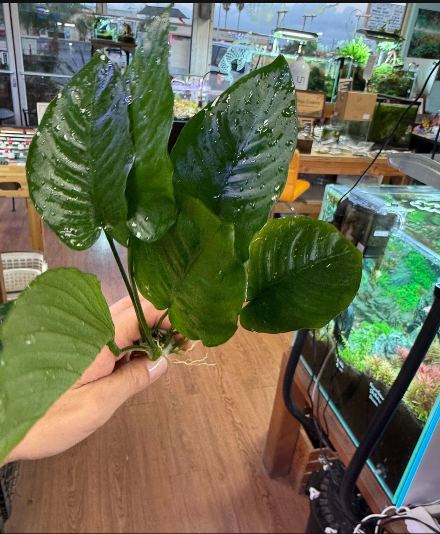 XL Anubias Aquatic Plant