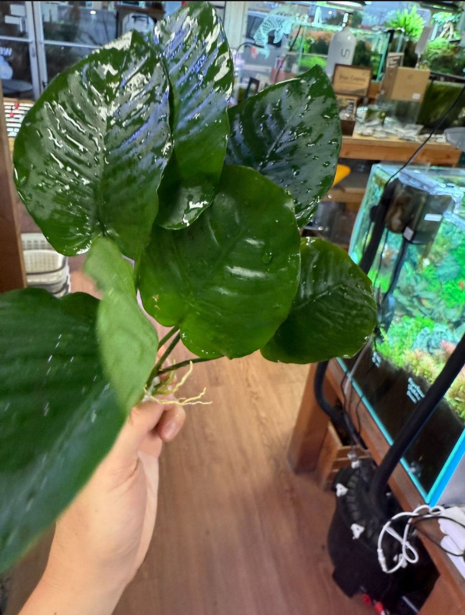 XL Anubias Aquatic Plant