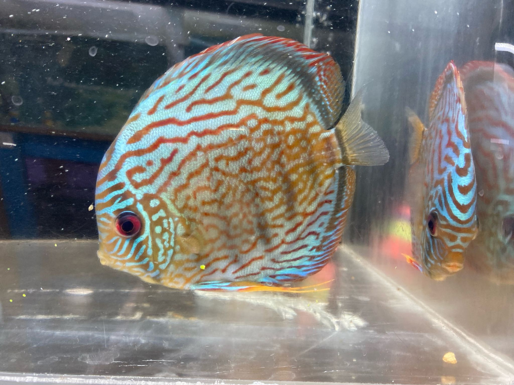 XL Red Turquoise Discus